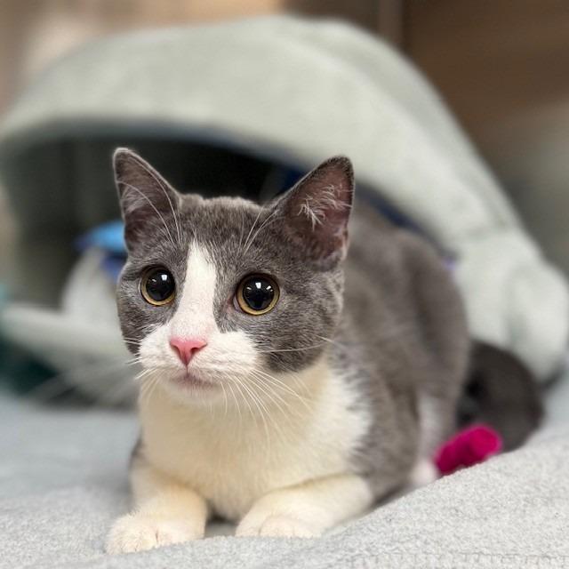 Suitcase, Adoptable, Young Female Domestic Short Hair.