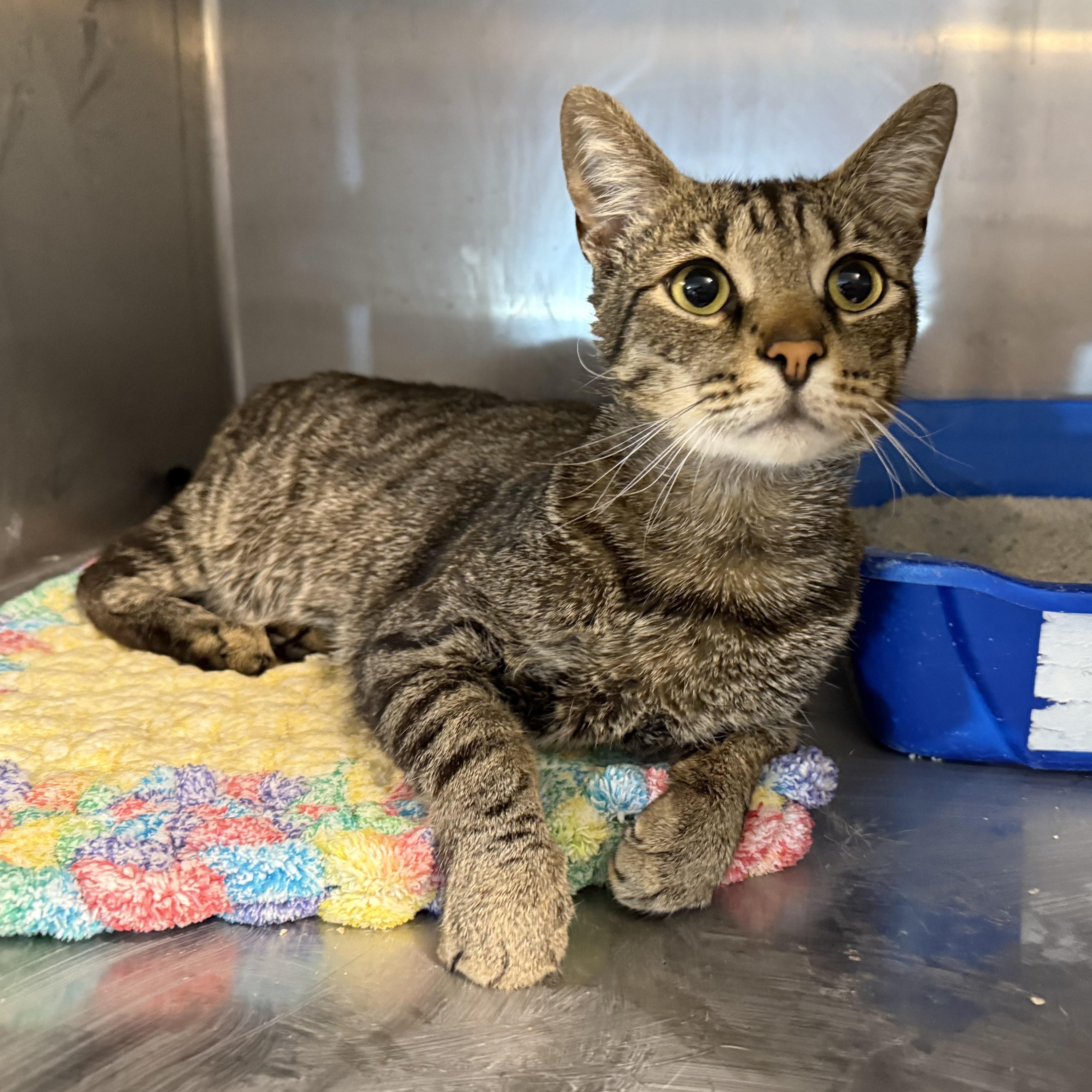 Enlarge Zunaid, a Adoptable mixed breed in Antioch, CA image 6/6