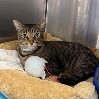 Zunaid, Adoptable, Adult Male Tabby & Domestic Short Hair.