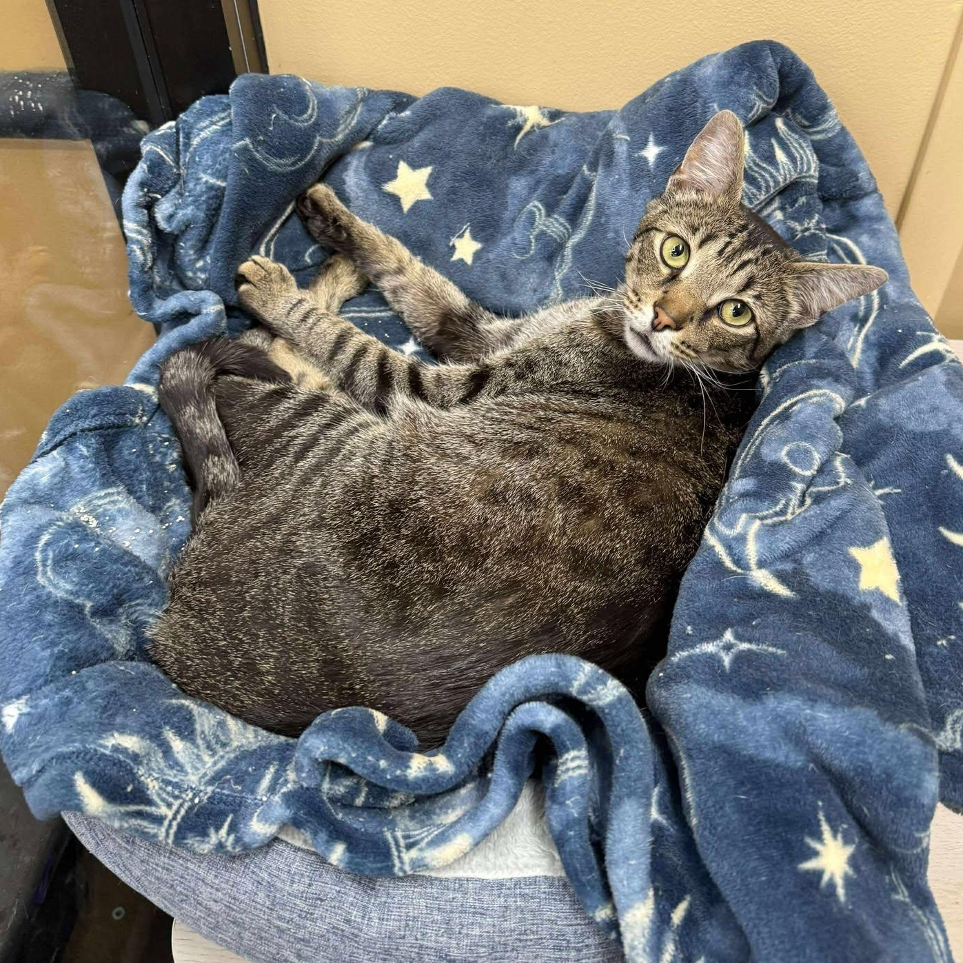 Enlarge Zunaid, a Adoptable mixed breed in Antioch, CA image 2/6