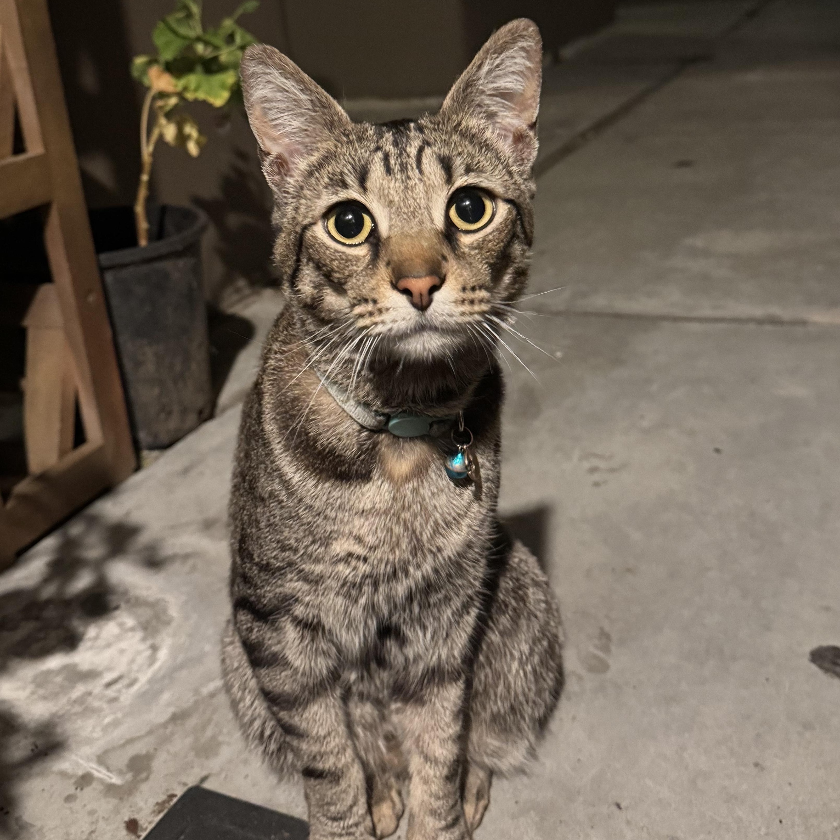 Enlarge Zunaid, a Adoptable mixed breed in Antioch, CA image 5/6