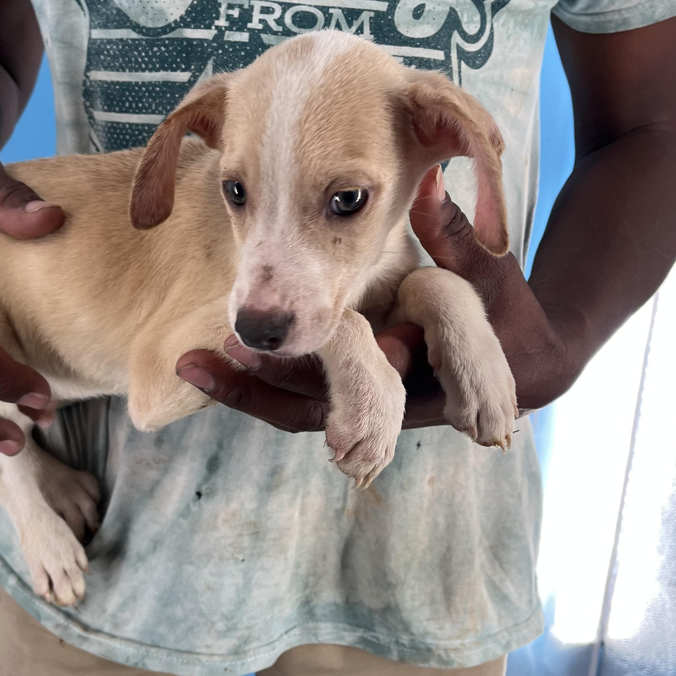 Gage - Local Sept 26-28