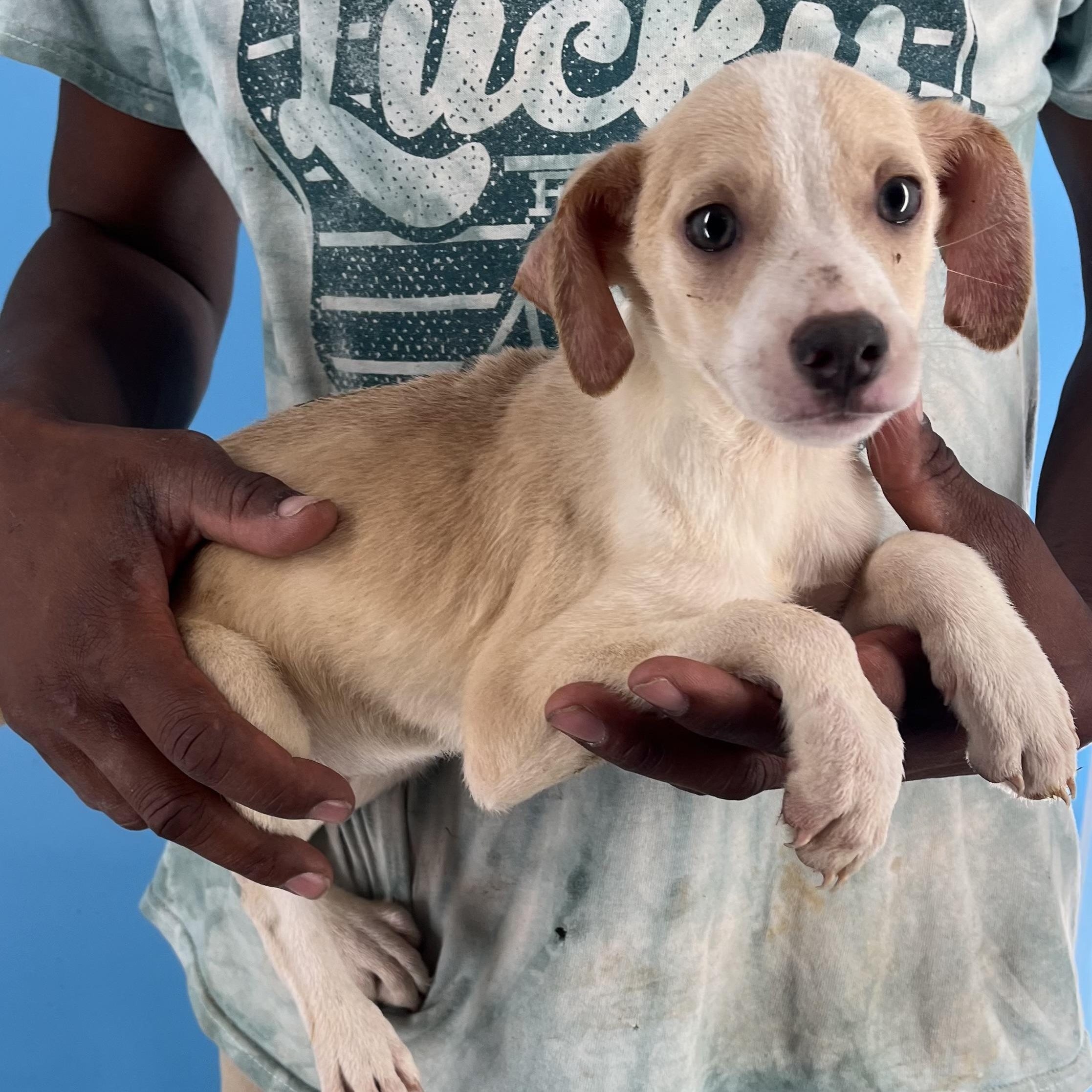 Gage - Local Sept 26-28