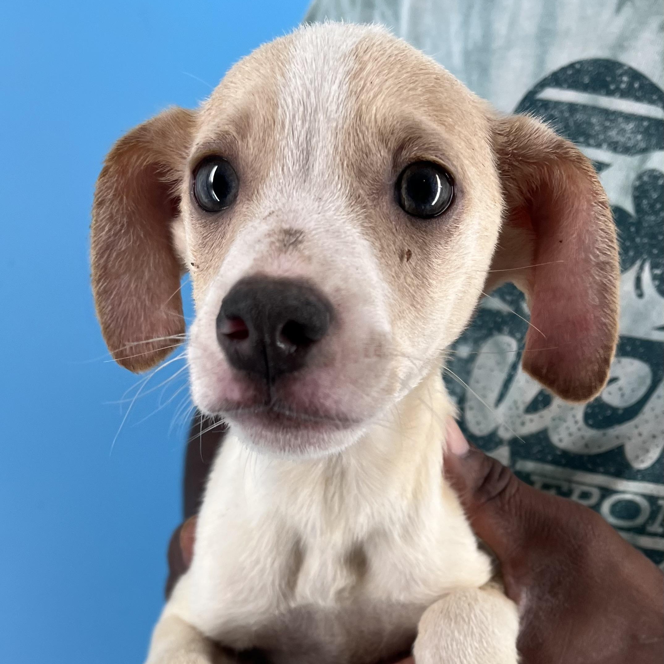 Gage - Local Sept 26-28