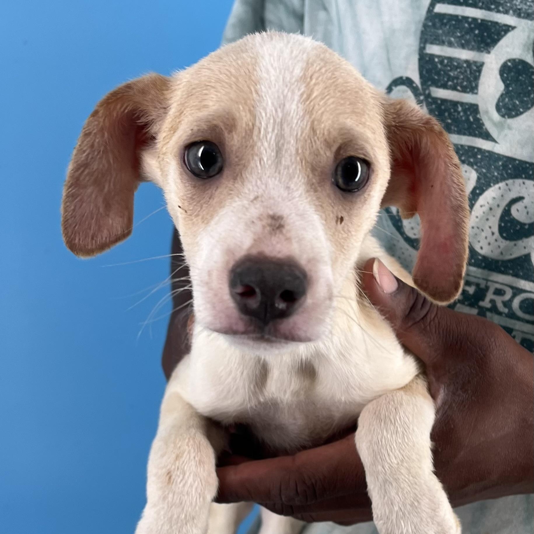 Gage - Local Sept 26-28