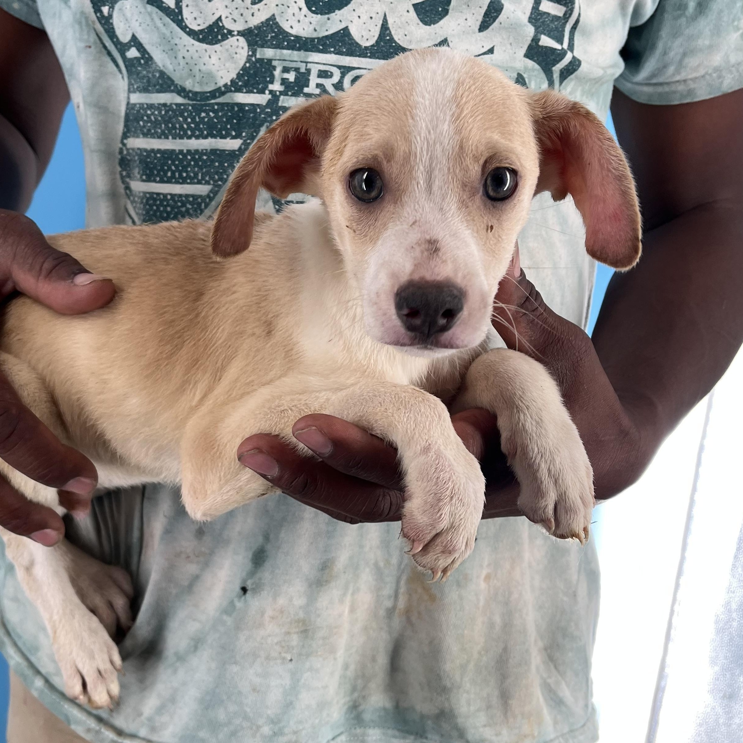 Gage - Local Sept 26-28