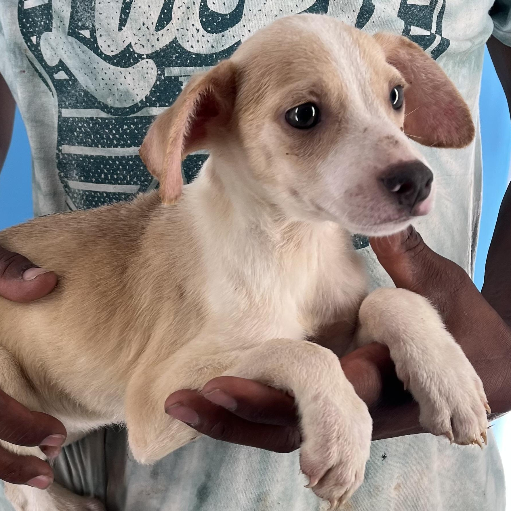 Gage - Local Sept 26-28