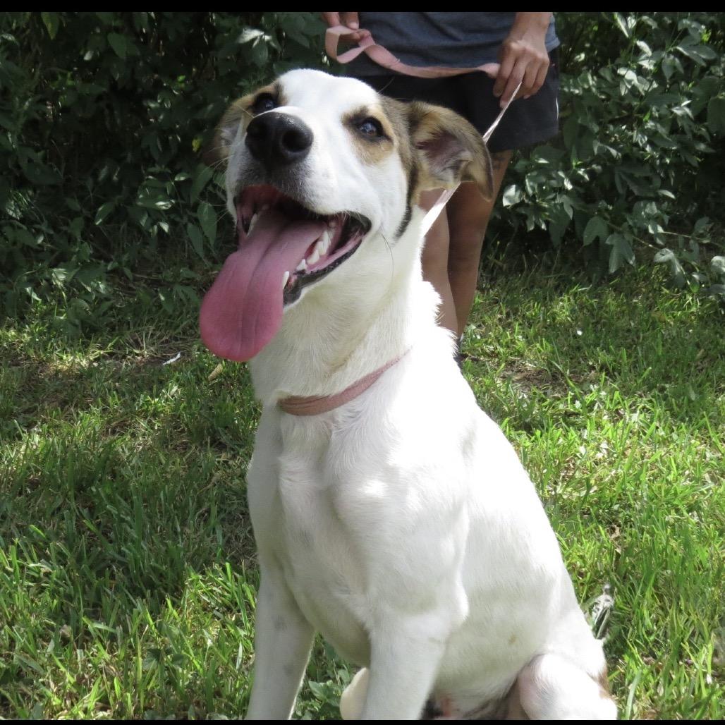 Enlarge Pete, a Adoptable Mixed Breed in Lake Jackson, TX image 1/4