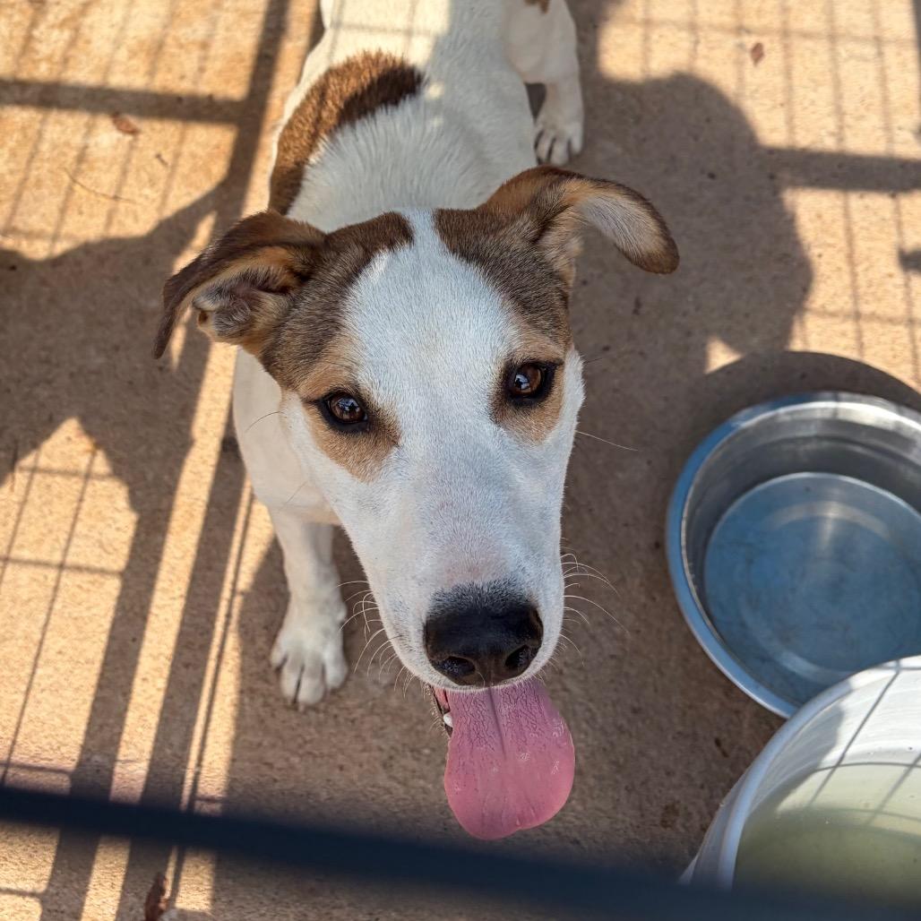 Enlarge Pete, a Adoptable Mixed Breed in Lake Jackson, TX image 2/4