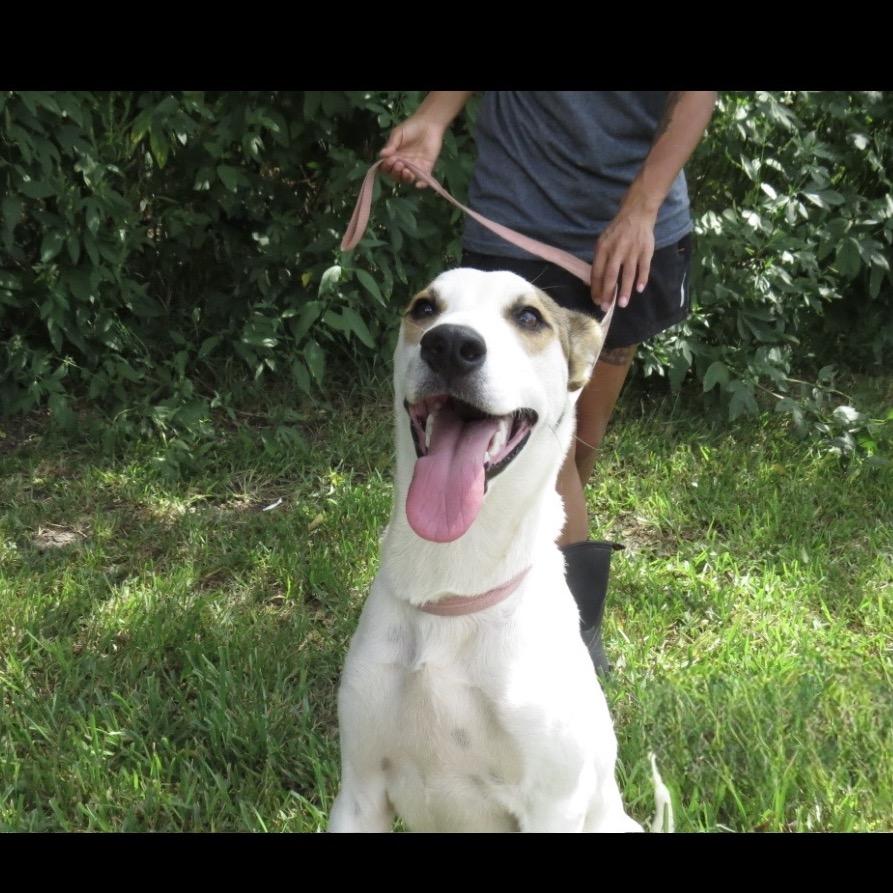 Enlarge Pete, a Adoptable Mixed Breed in Lake Jackson, TX image 3/4
