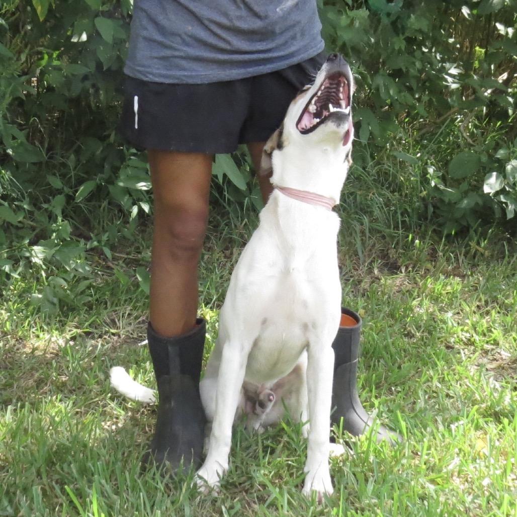 Enlarge Pete, a Adoptable Mixed Breed in Lake Jackson, TX image 4/4