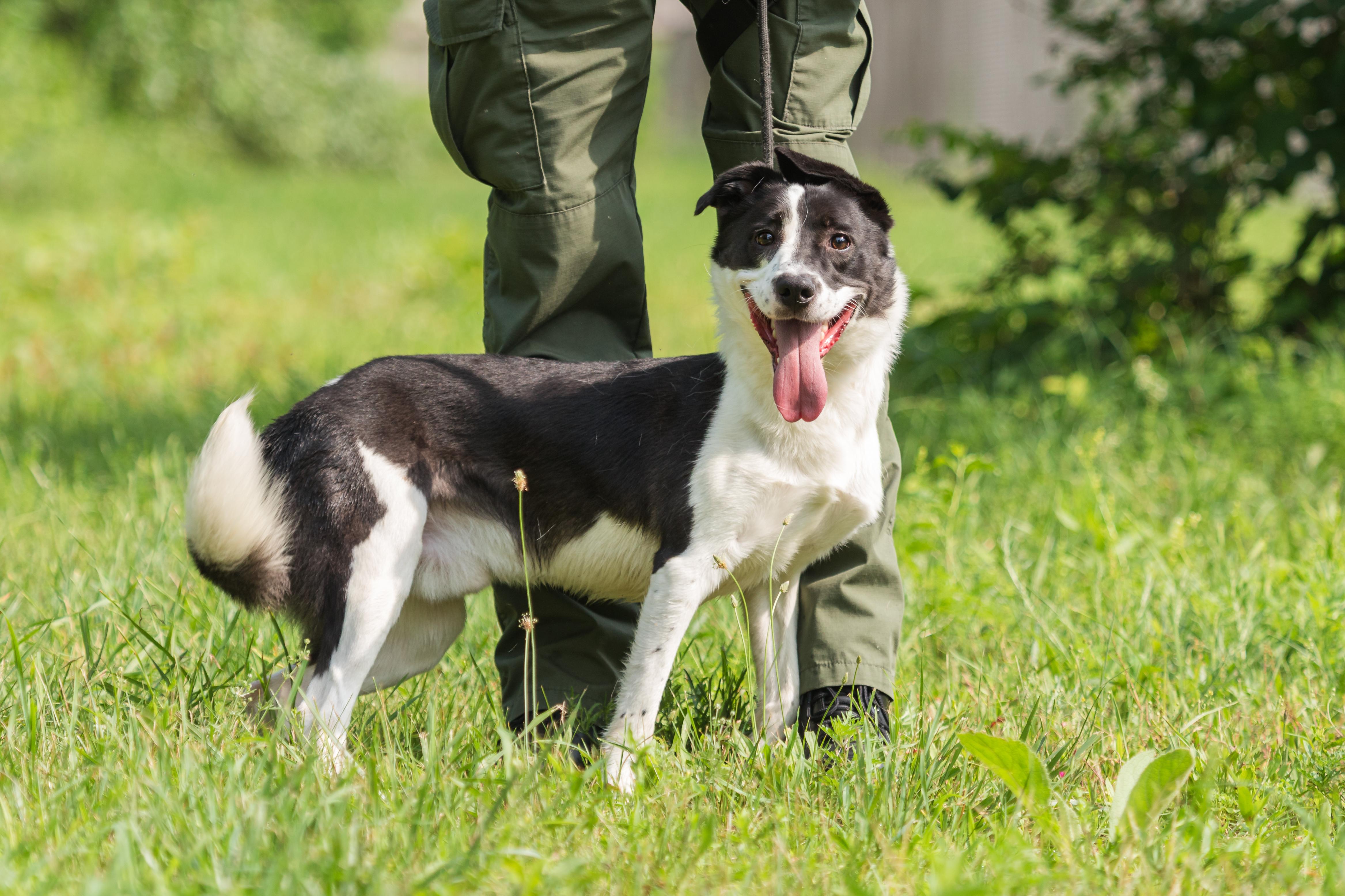 Paulo, Adopted, Young Male Border Collie.