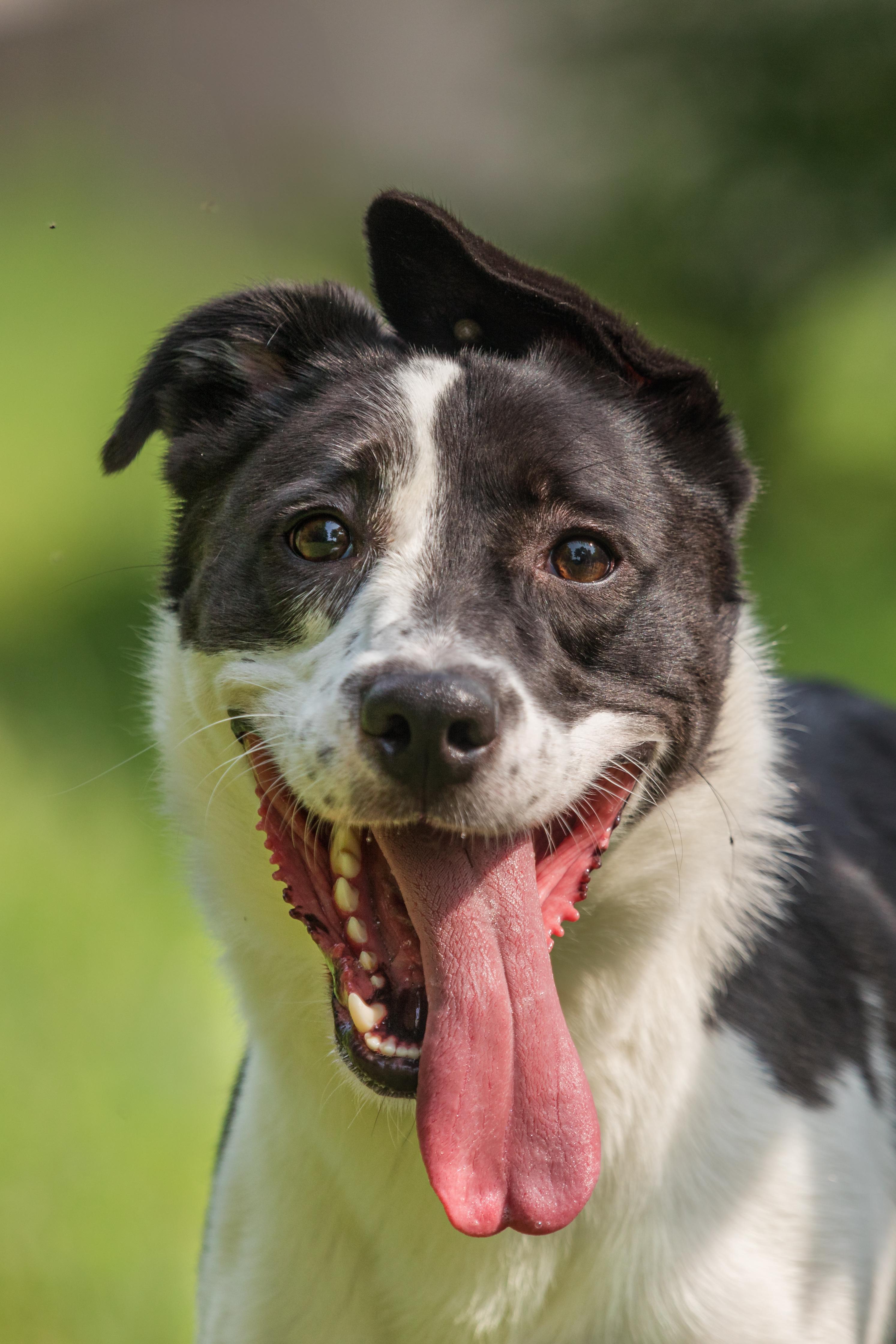 Enlarge Paulo, a Adopted mixed breed in Bristol, CT image 2/2