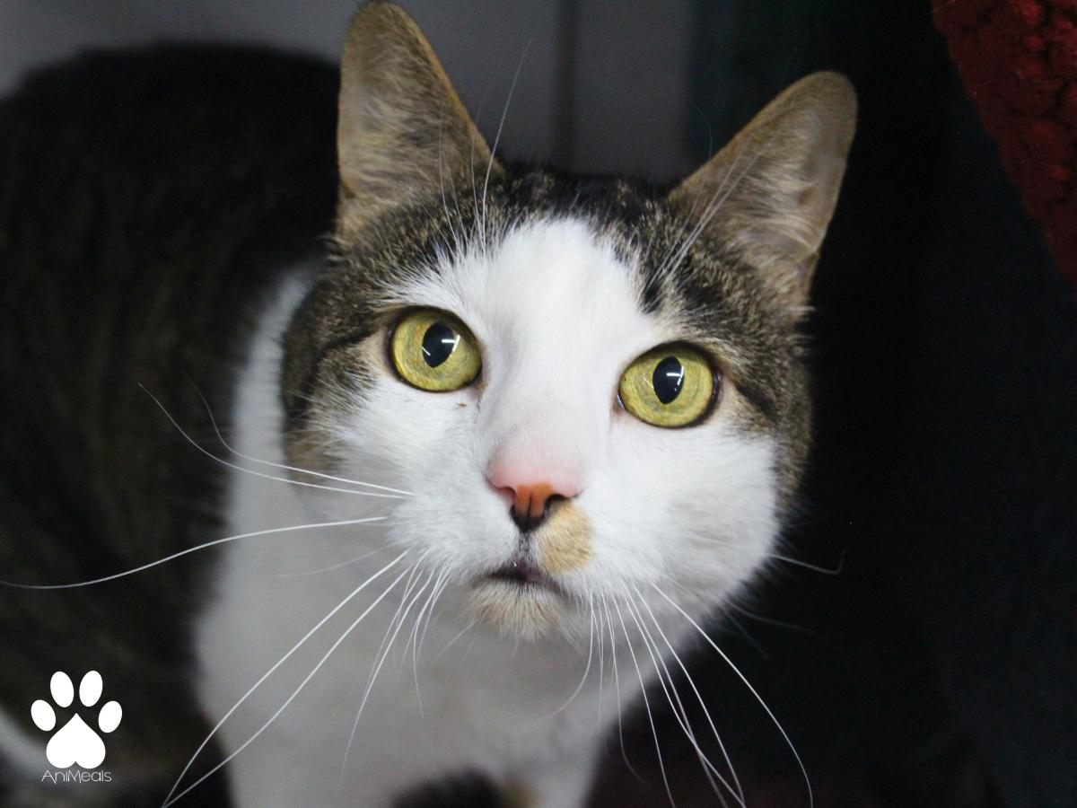 Lucy, a ADOPTABLE Domestic Short Hair in Missoula, MT image 2/4