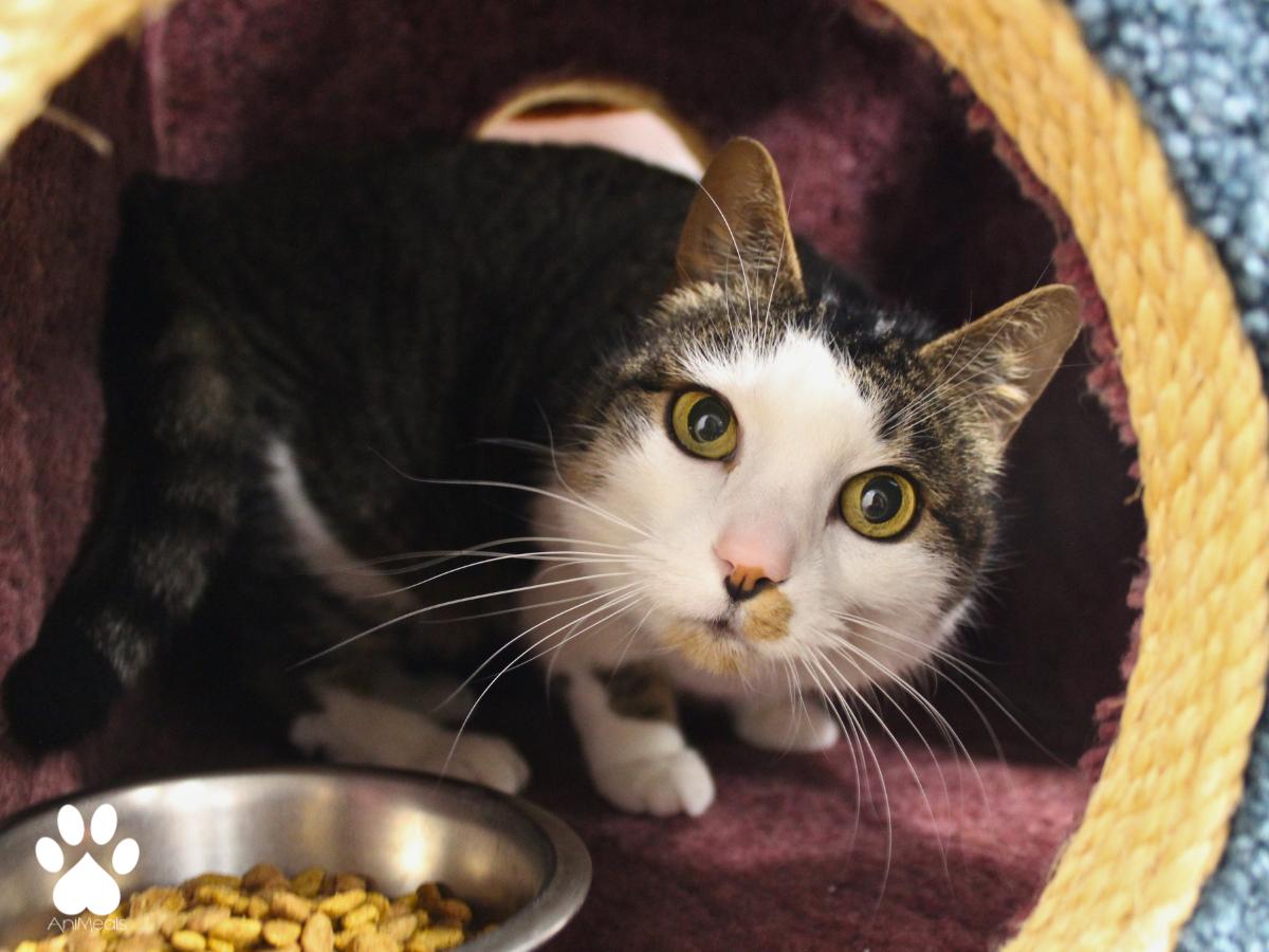 Lucy, ADOPTABLE, Adult Female Domestic Short Hair.
