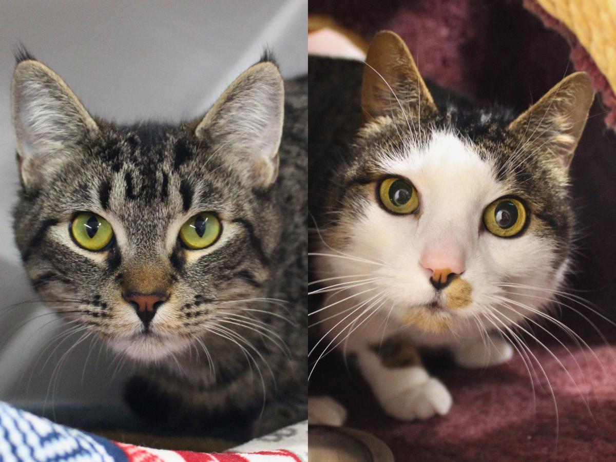 Lucy, a ADOPTABLE Domestic Short Hair in Missoula, MT image 4/4