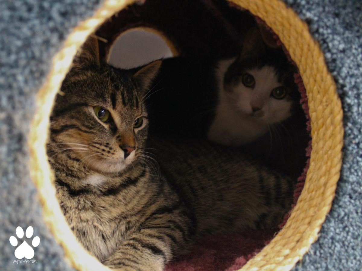Lucy, a ADOPTABLE Domestic Short Hair in Missoula, MT image 3/4