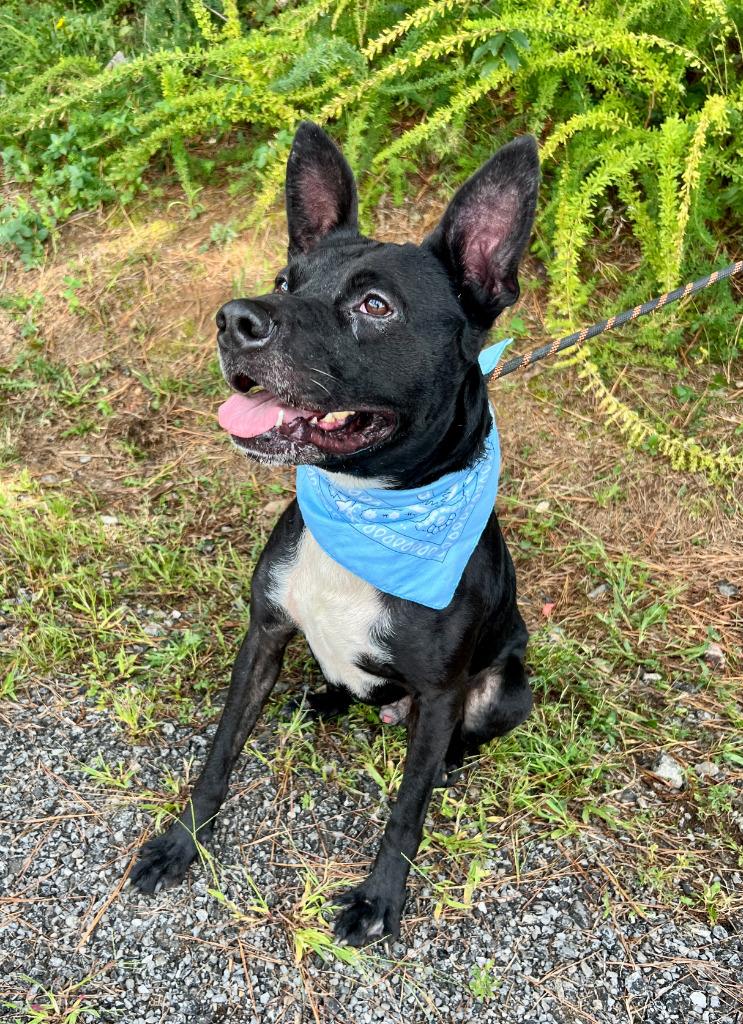 Anubis, Adoptable, Adult Male Shepherd & Labrador Retriever.