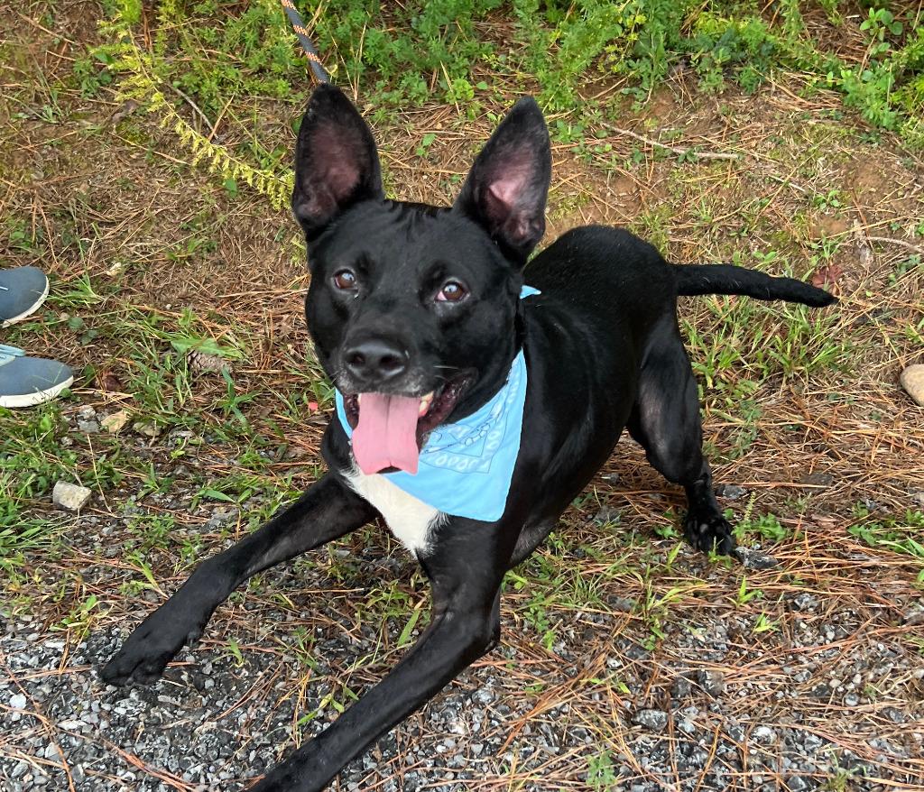 Anubis, a Adoptable mixed breed in Ellijay, GA image 2/5