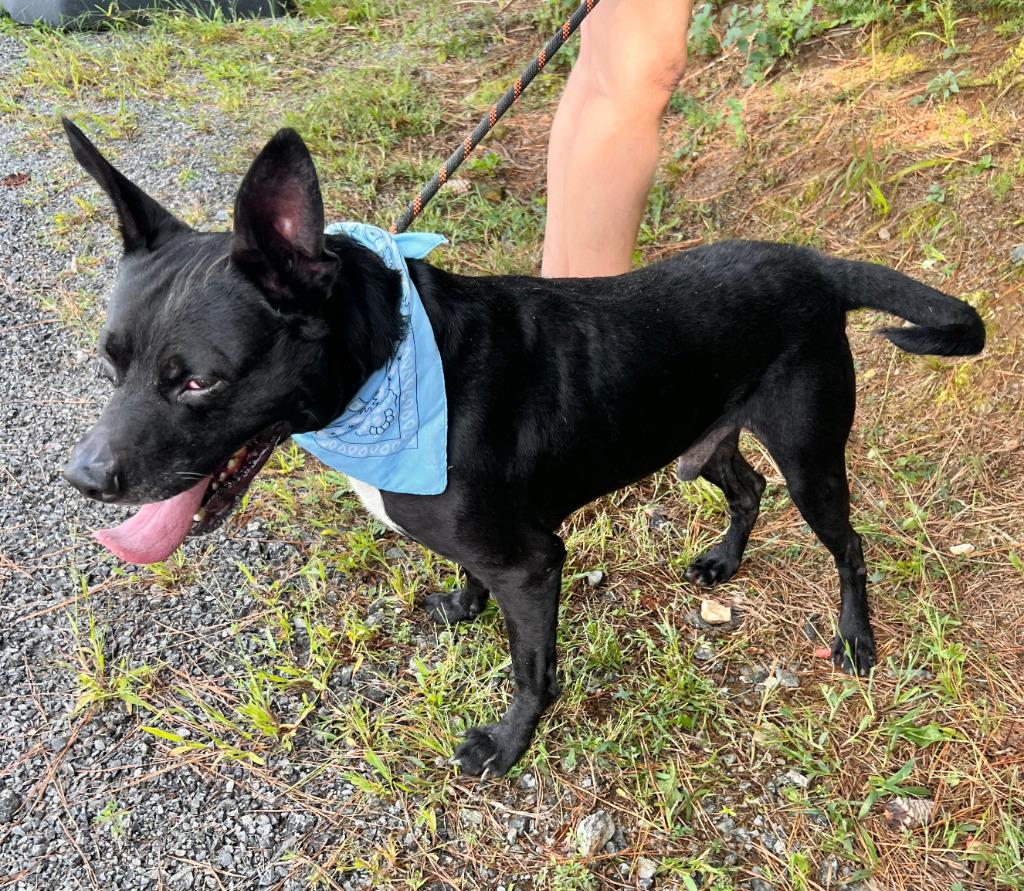Anubis, a Adoptable mixed breed in Ellijay, GA image 4/5