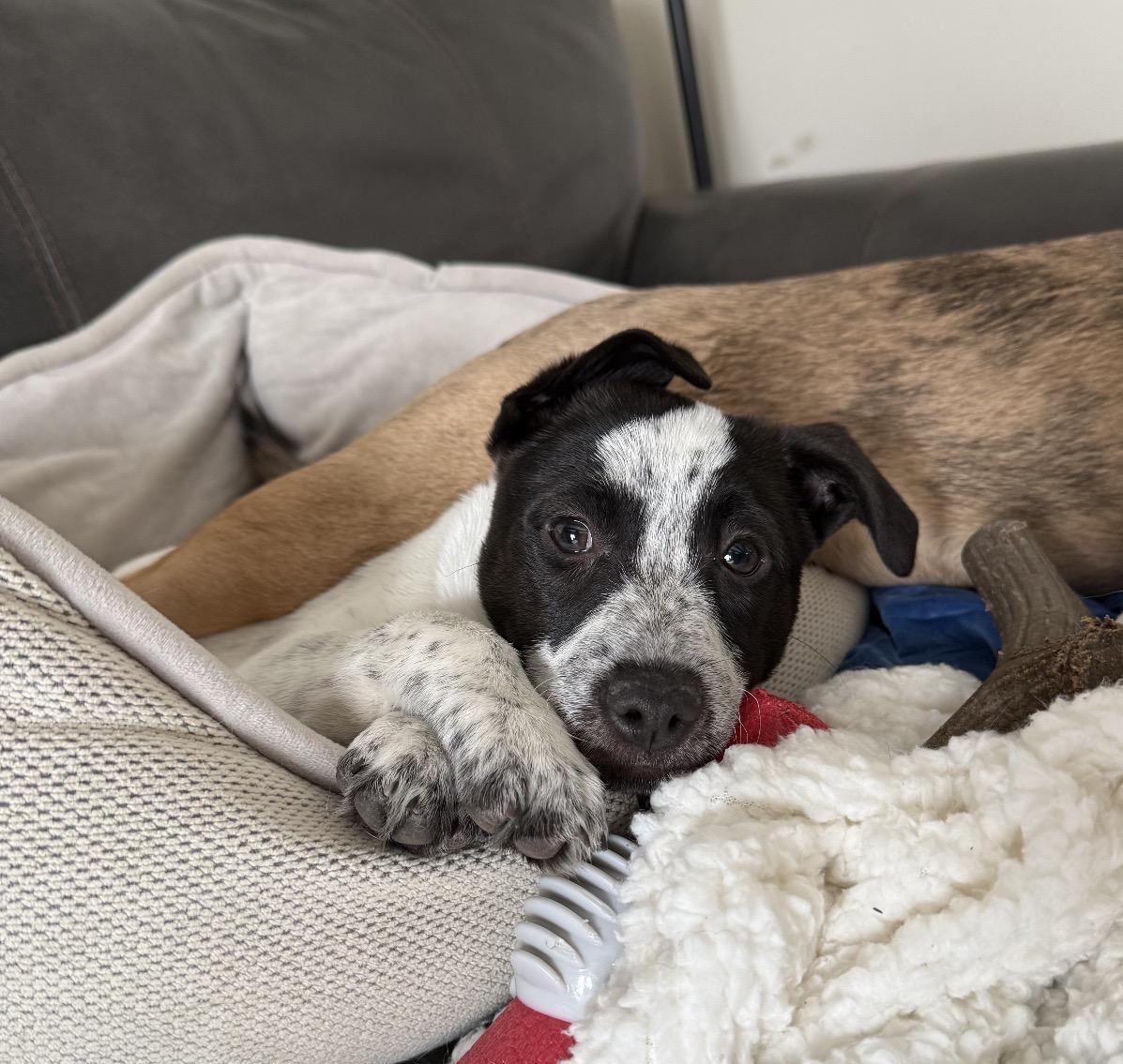 Enlarge Treelo, an adopted mixed breed in Hales corners, WI image 2/4