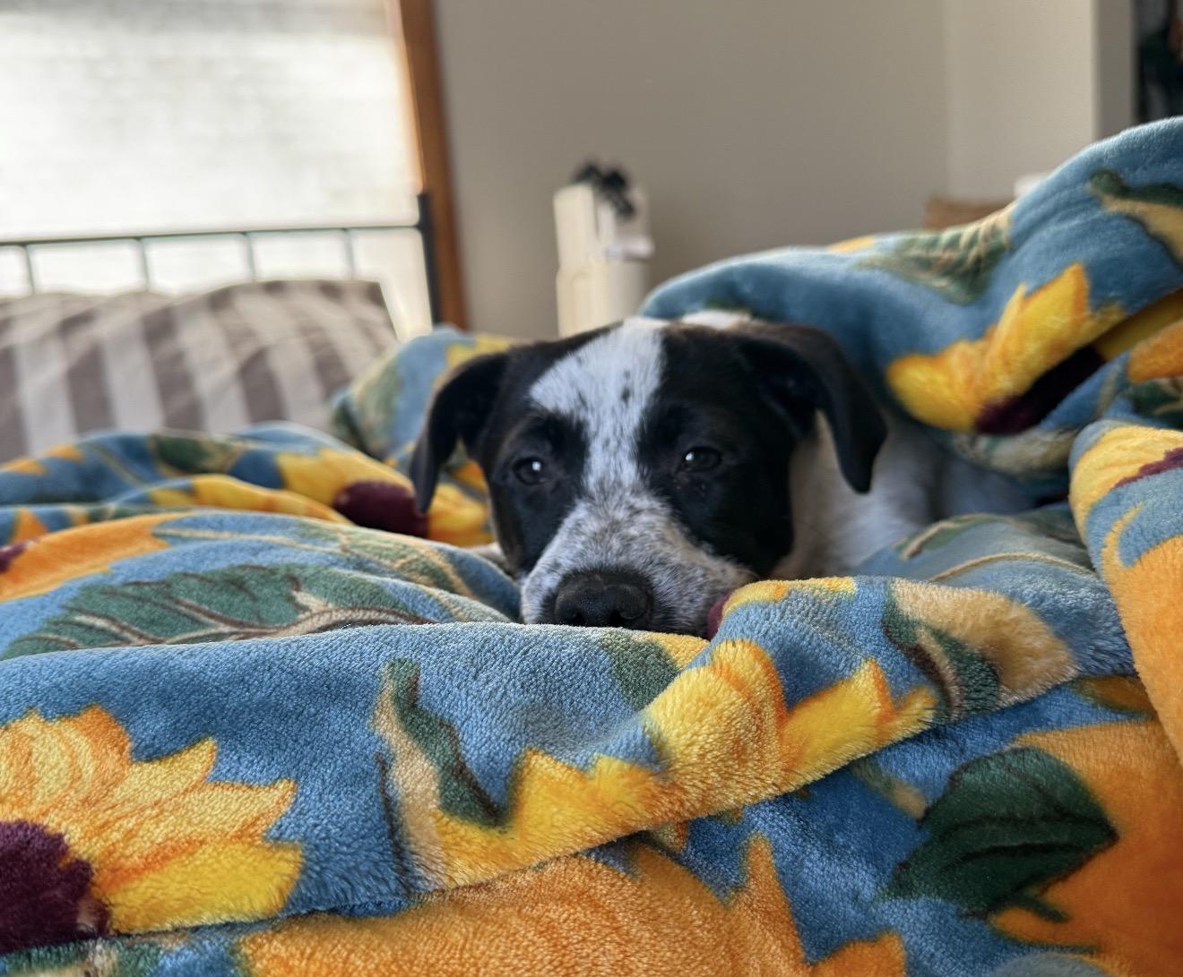 Enlarge Treelo, an adopted mixed breed in Hales corners, WI image 3/4