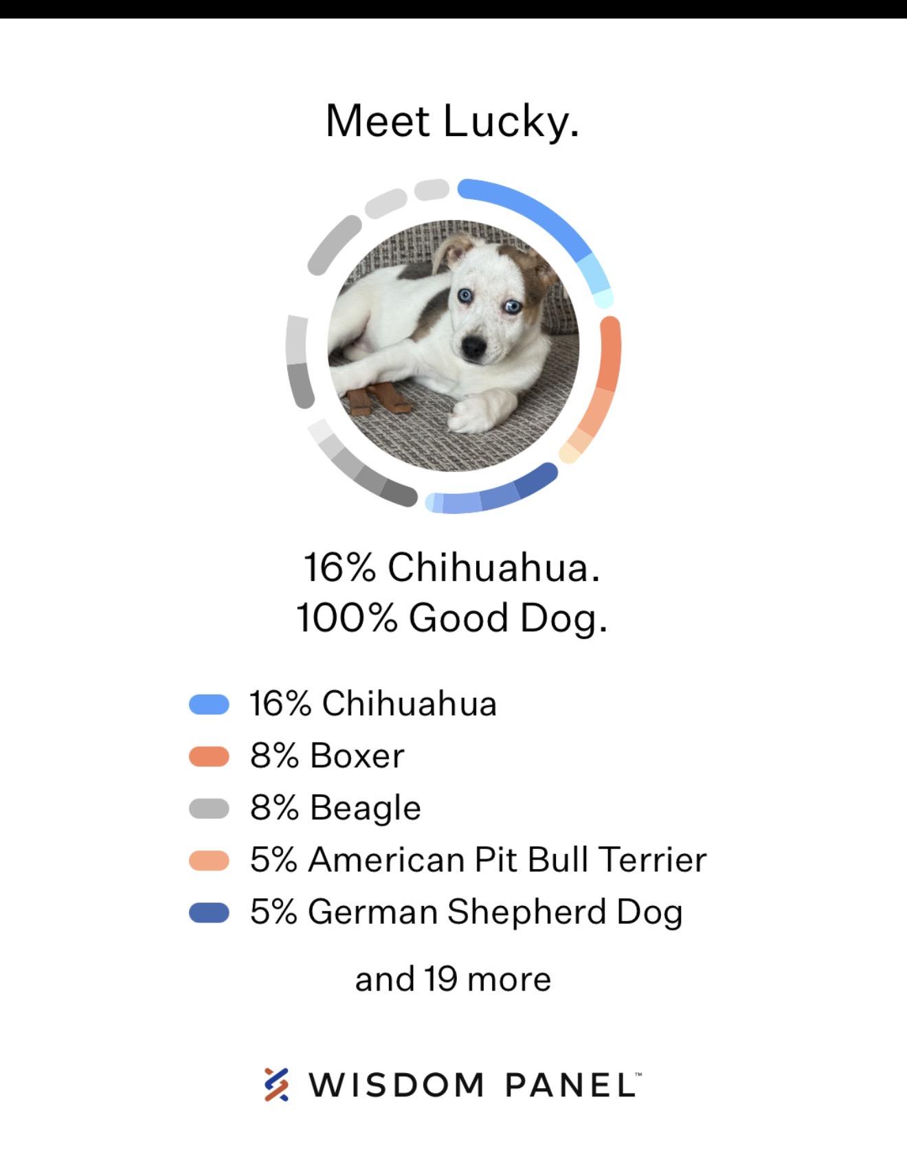 Enlarge Treelo, an adopted mixed breed in Hales corners, WI image 4/4