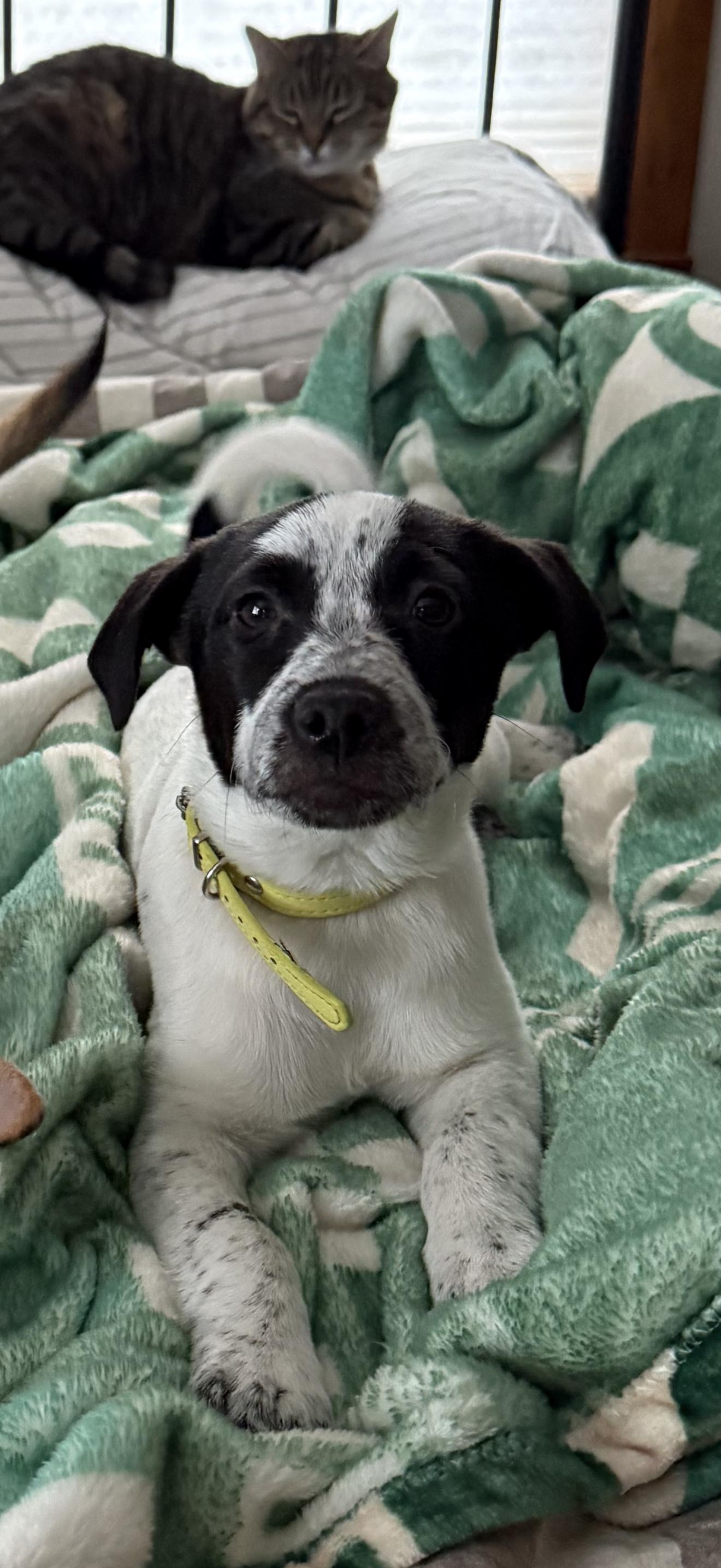 Enlarge Treelo, an adopted mixed breed in Hales corners, WI image 1/4