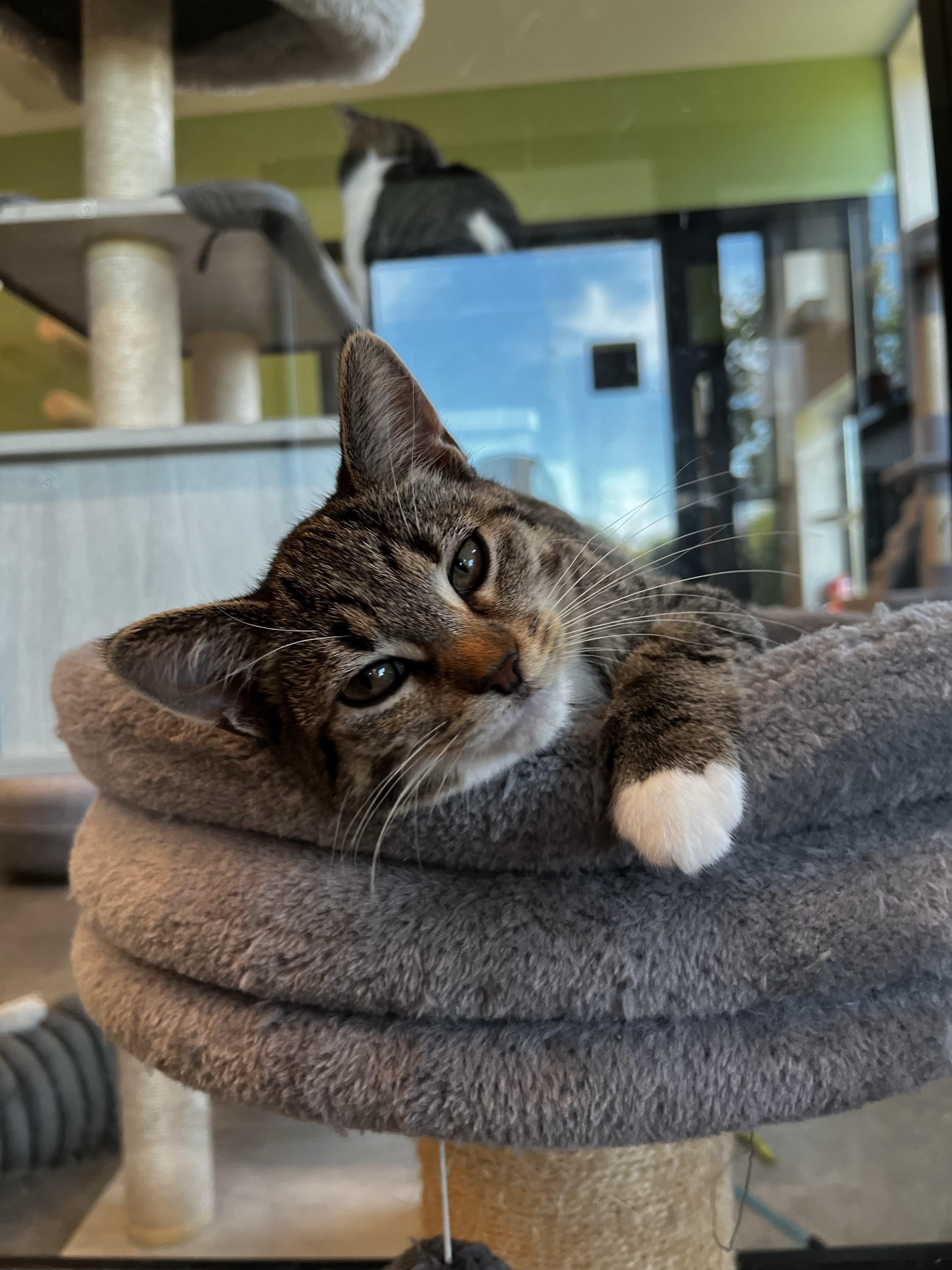 Enlarge Annie, a Adopted Domestic Short Hair in Evanston, IL image 1/2