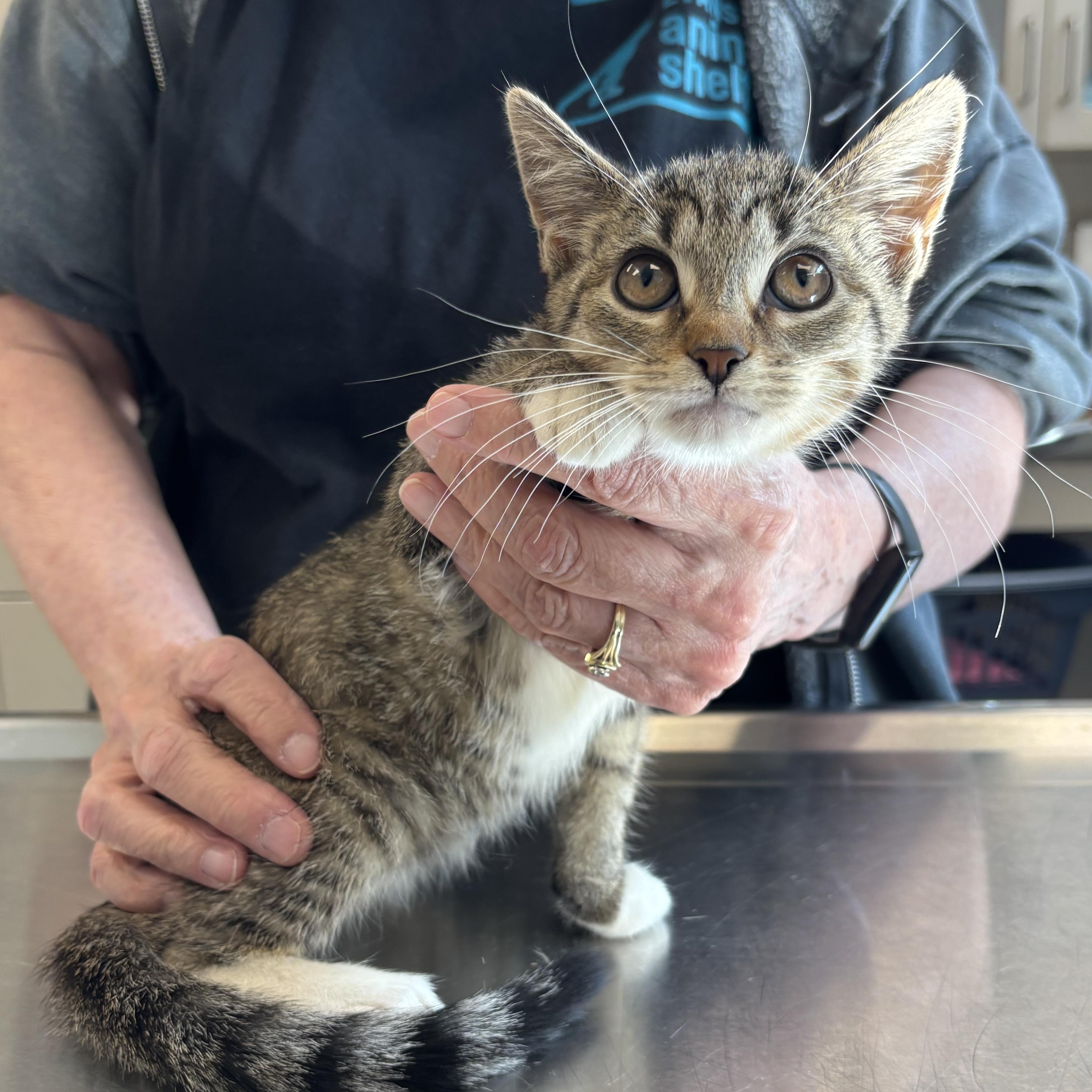 Enlarge Annie, a Adopted Domestic Short Hair in Evanston, IL image 2/2