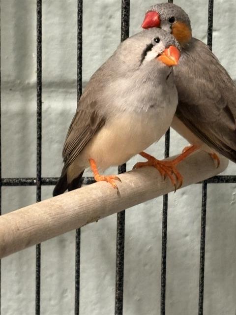 BABY, Adoptable, Young Male Finch.