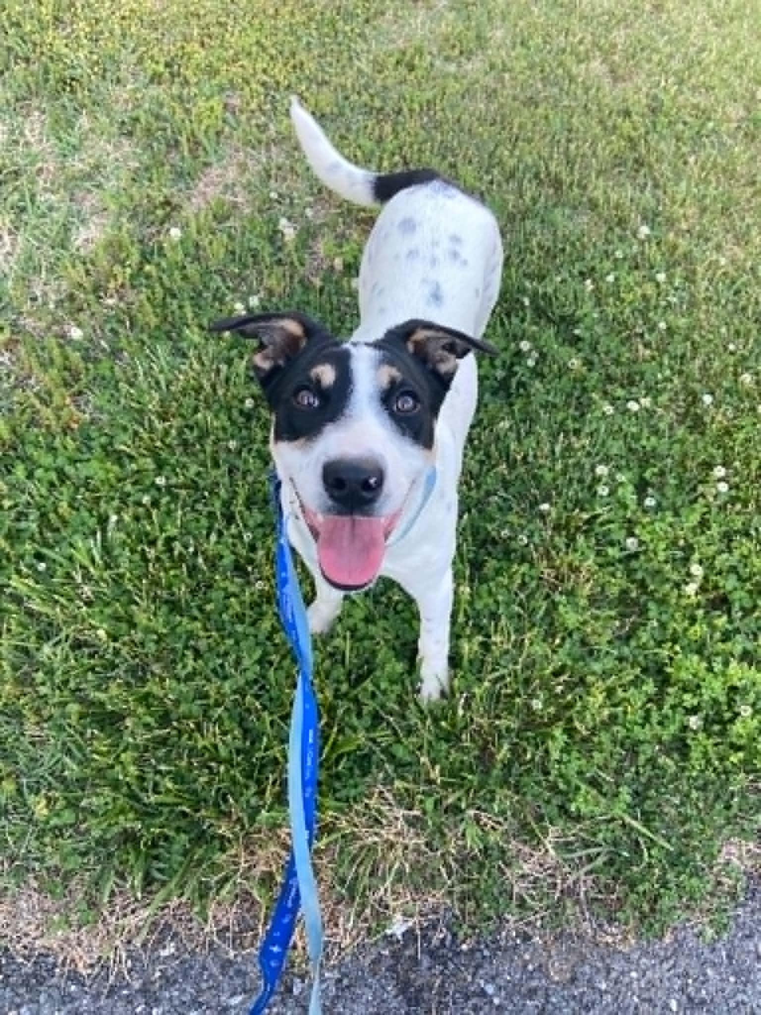 Enlarge Dude, a Adoptable mixed breed in Pottstown, PA image 1/3