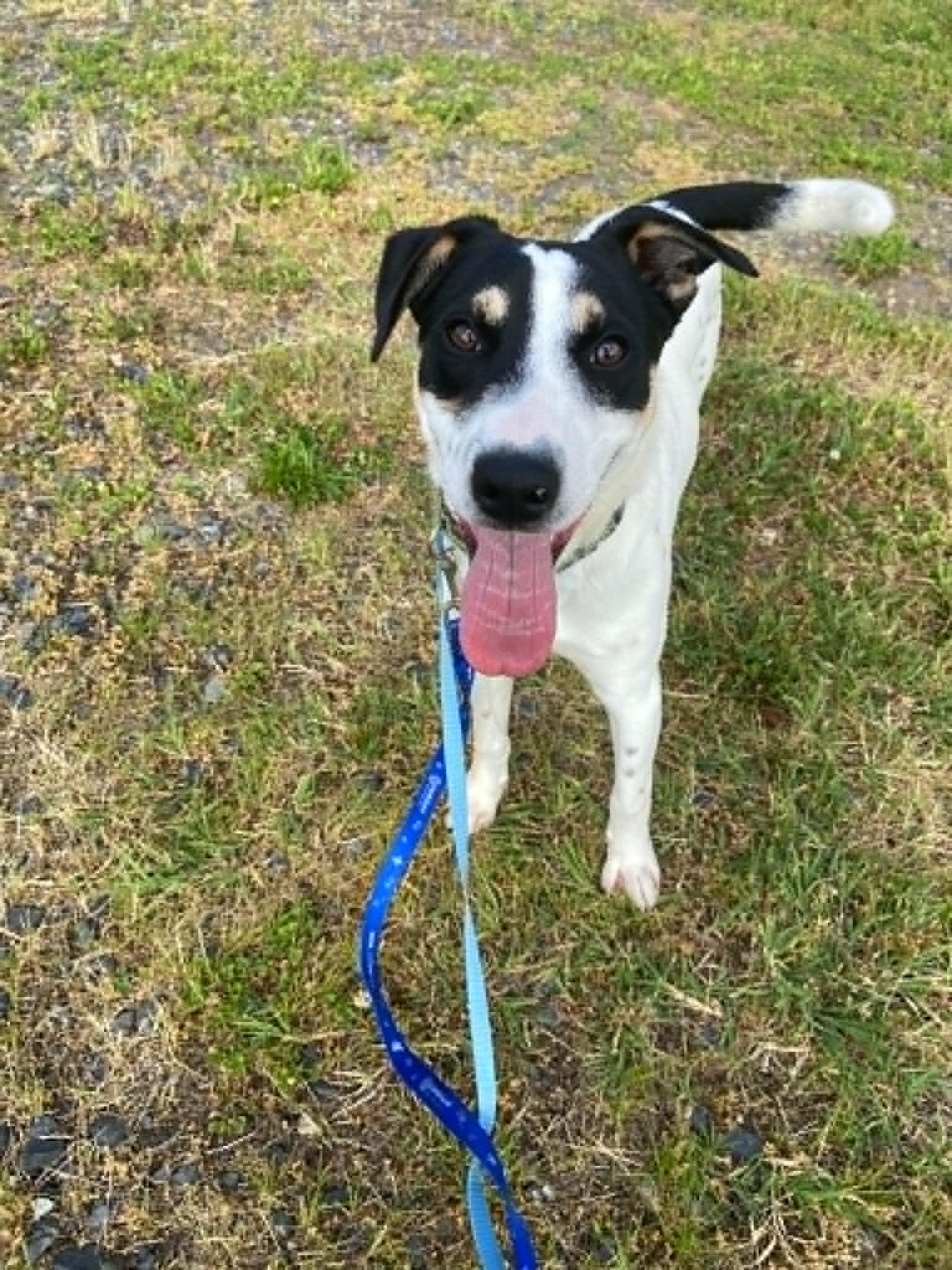 Enlarge Dude, a Adoptable mixed breed in Pottstown, PA image 2/3