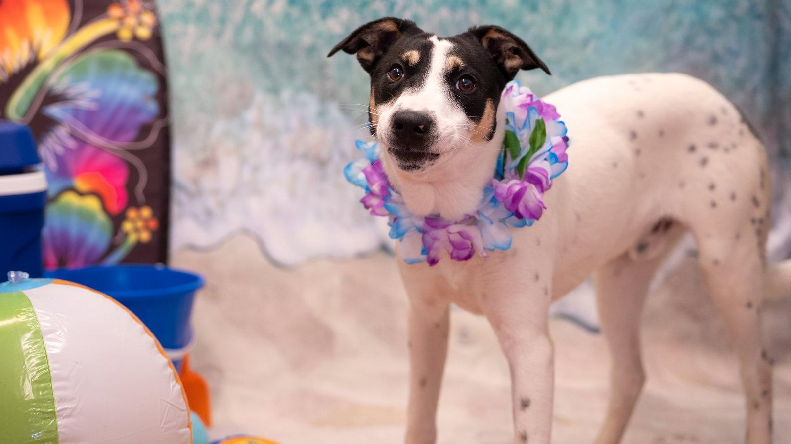 Enlarge Dude, a Adoptable mixed breed in Pottstown, PA image 3/3