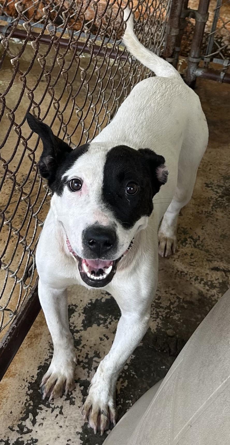 Cookie, adopted, Adult Female Mixed Breed.