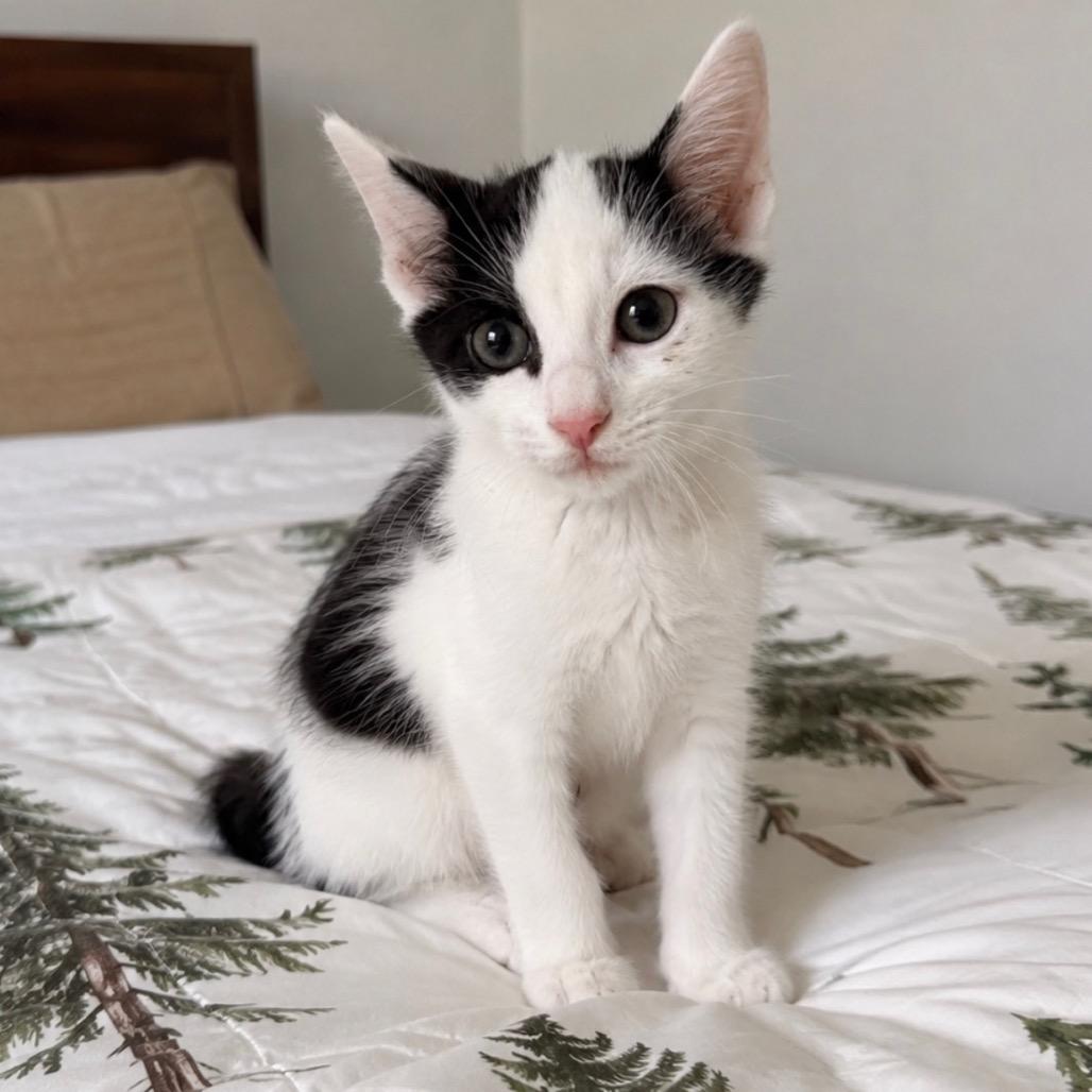 Enlarge Tartan, a Adoptable Domestic Short Hair in Chestertown, MD image 1/1