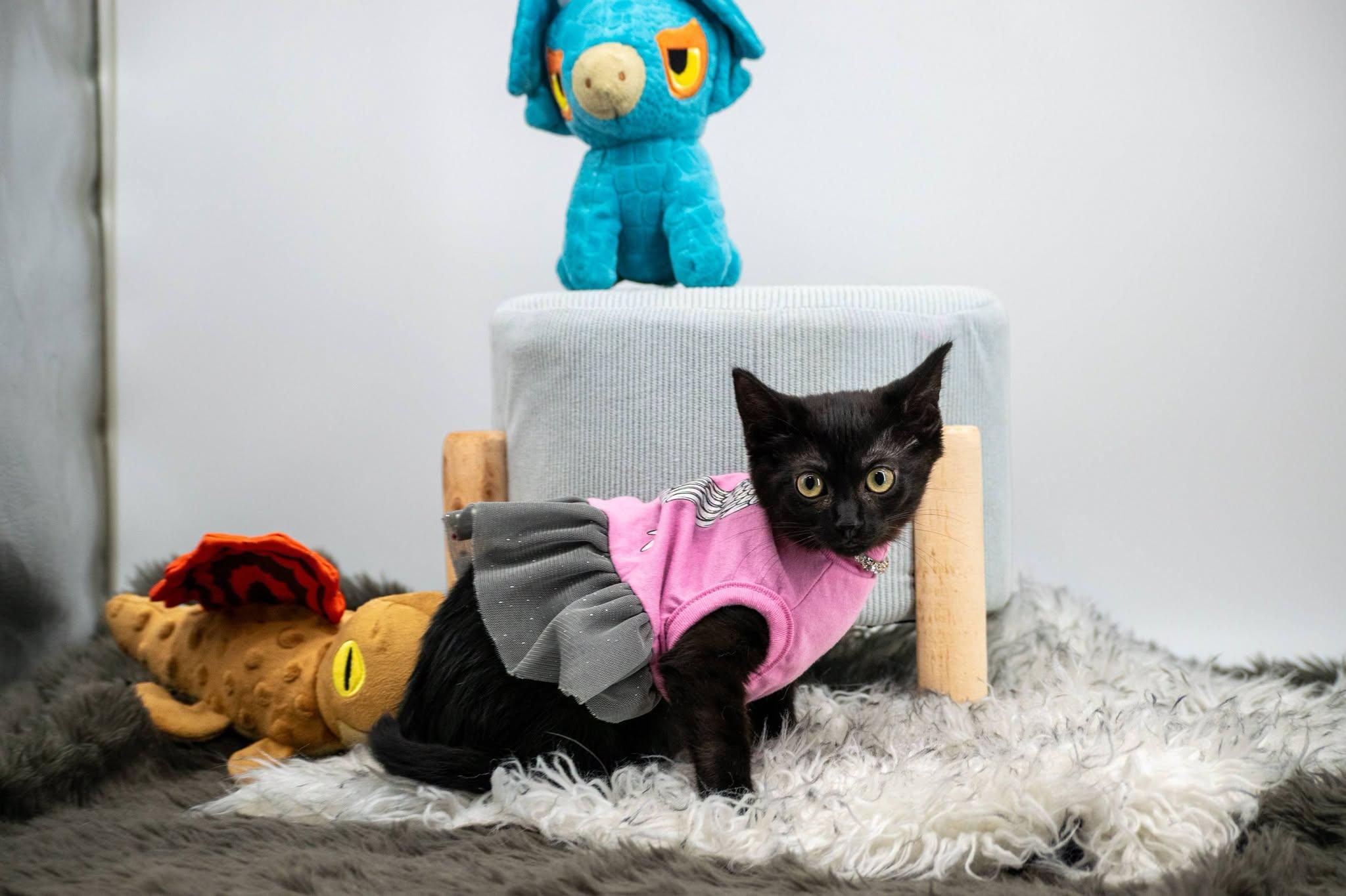 Enlarge Pterodactyl, an adoptable Domestic Short Hair in Sevierville, TN image 3/3