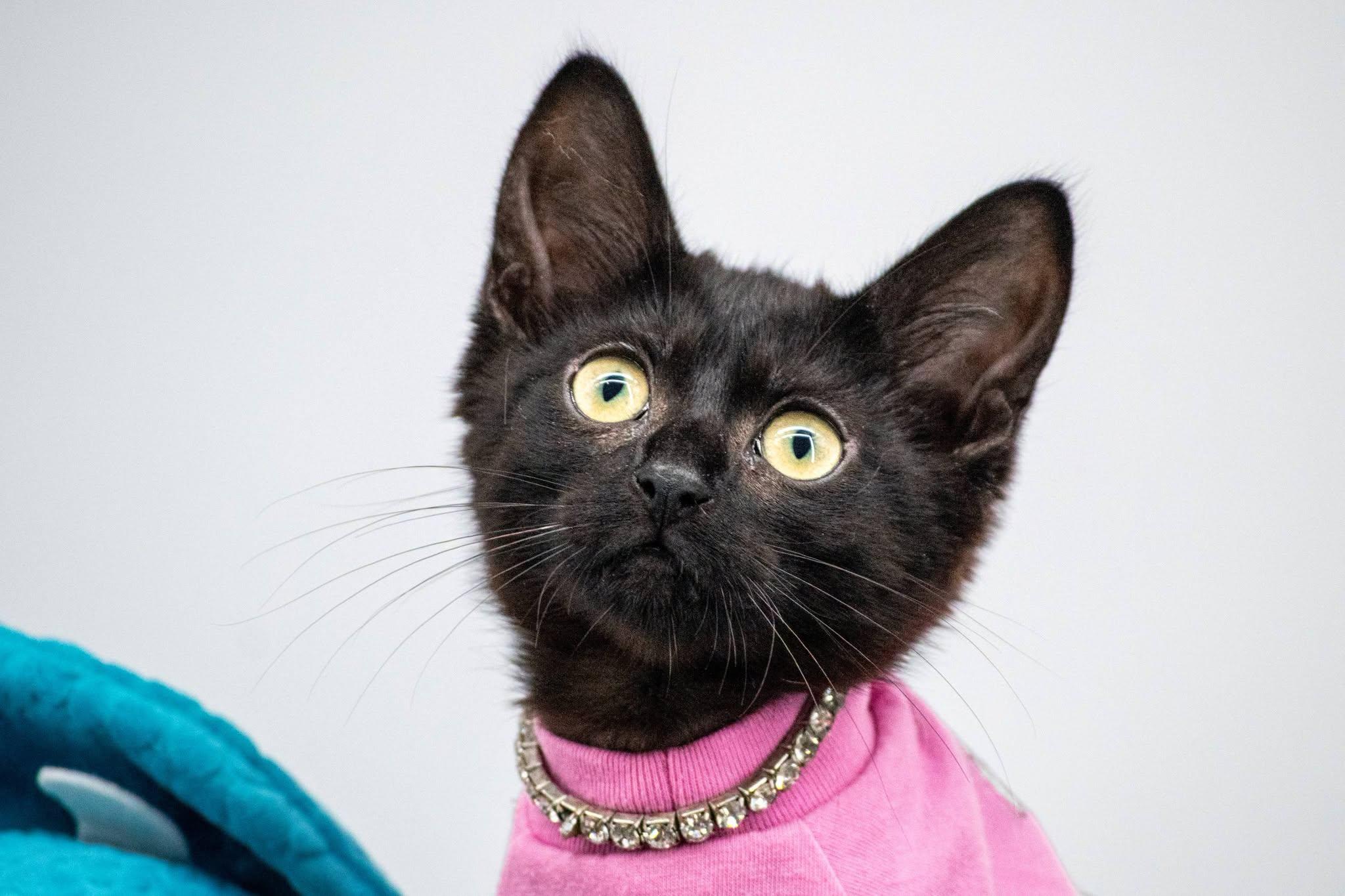 Enlarge Pterodactyl, an adoptable Domestic Short Hair in Sevierville, TN image 2/3