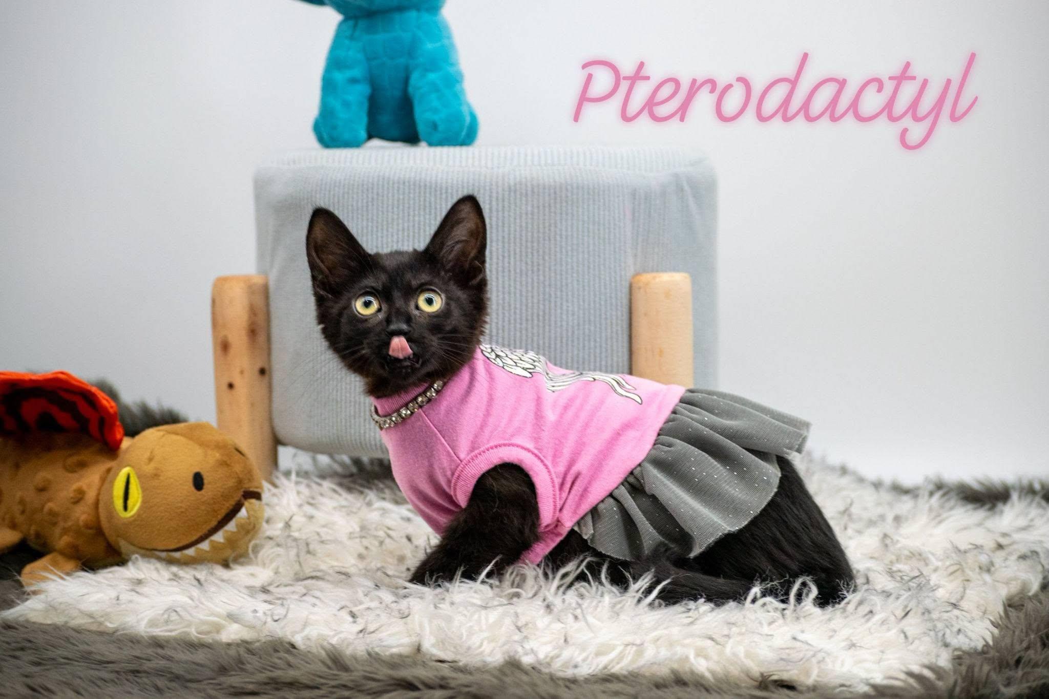 Pterodactyl, adoptable, Kitten Female Domestic Short Hair.