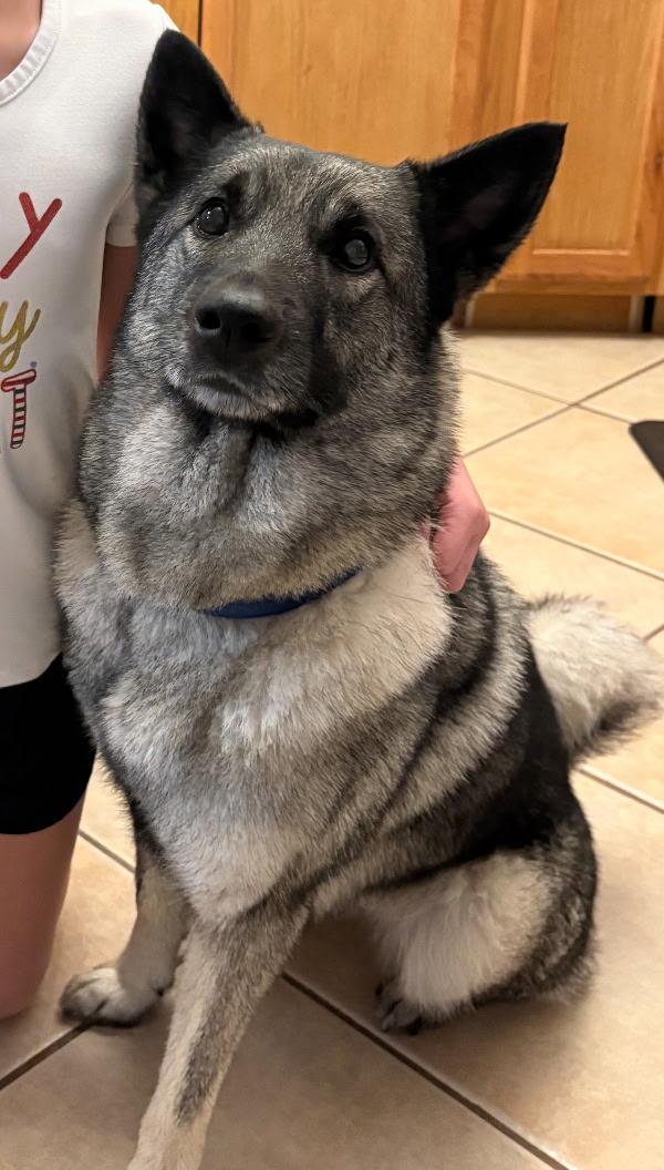 Margot, adopted, Young Female Norwegian Elkhound.