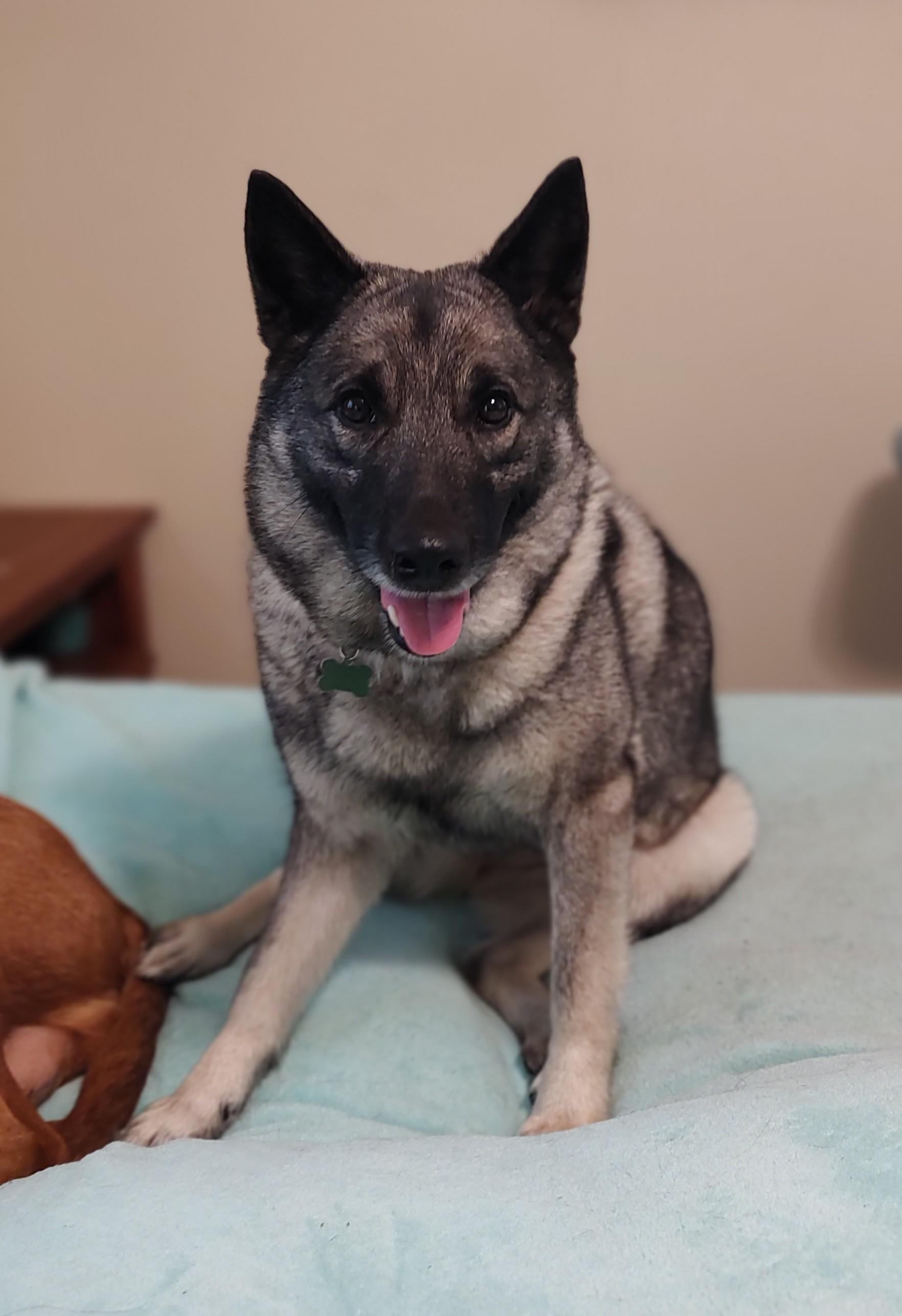 Margot, an adopted Norwegian Elkhound in Mary Esther, FL image 3/3