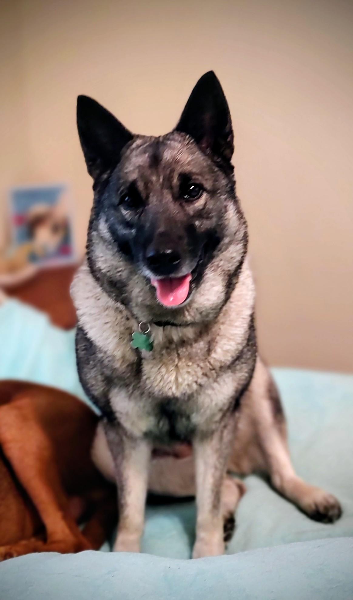 Margot, an adopted Norwegian Elkhound in Mary Esther, FL image 2/3