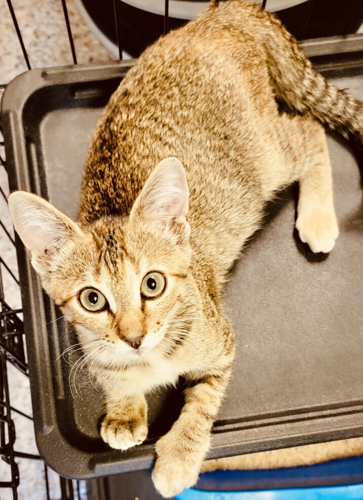 Tinker Bell, Adoptable, Young Female American Shorthair.