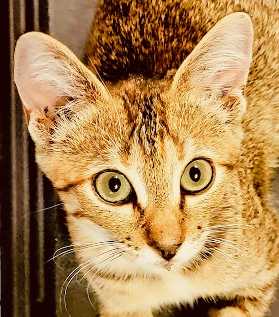 Tinker Bell, a Adoptable American Shorthair in Bertram, TX image 2/2