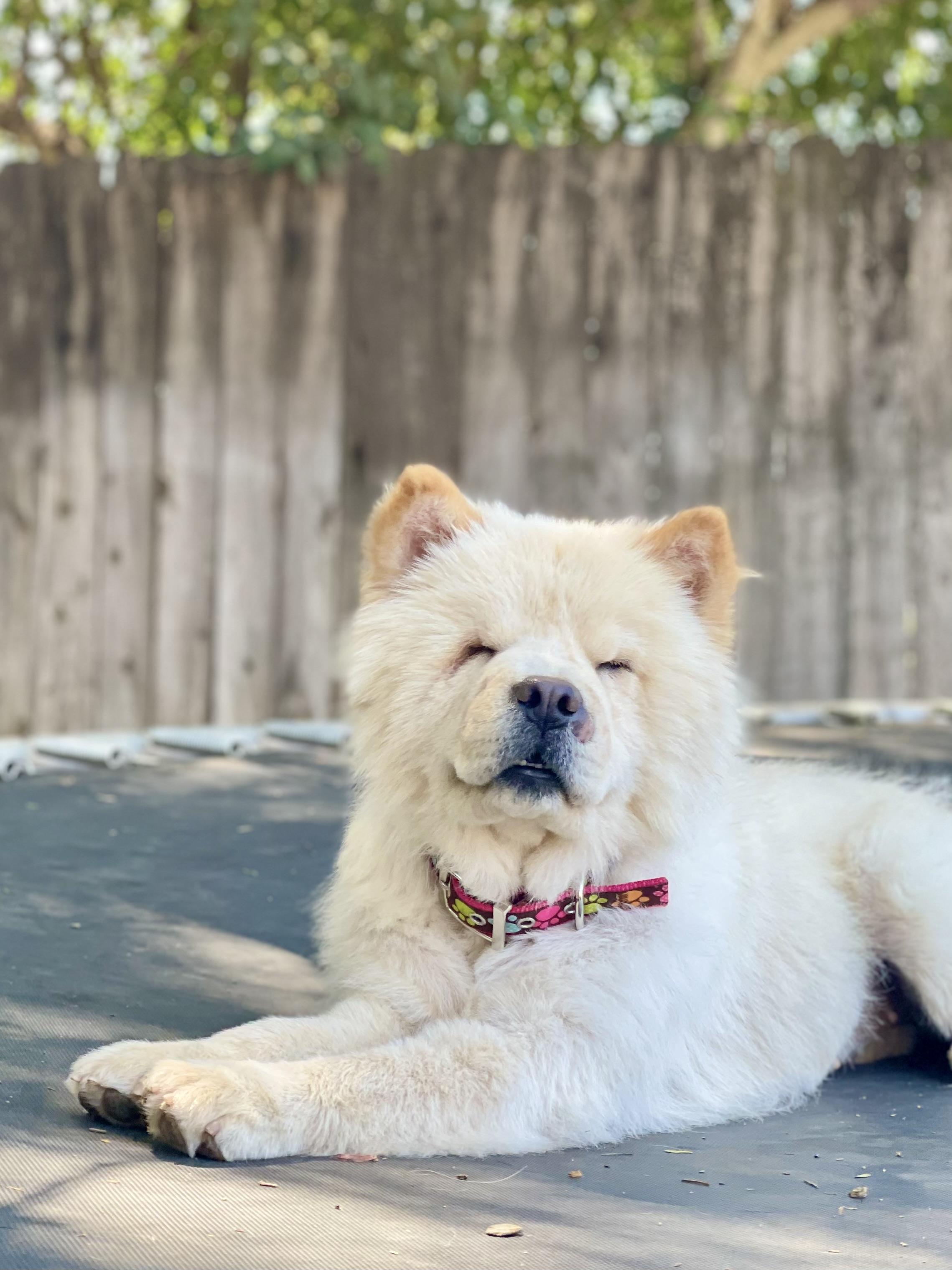 Enlarge Pearl, a Adoptable Chow Chow in Reedley, CA image 1/4