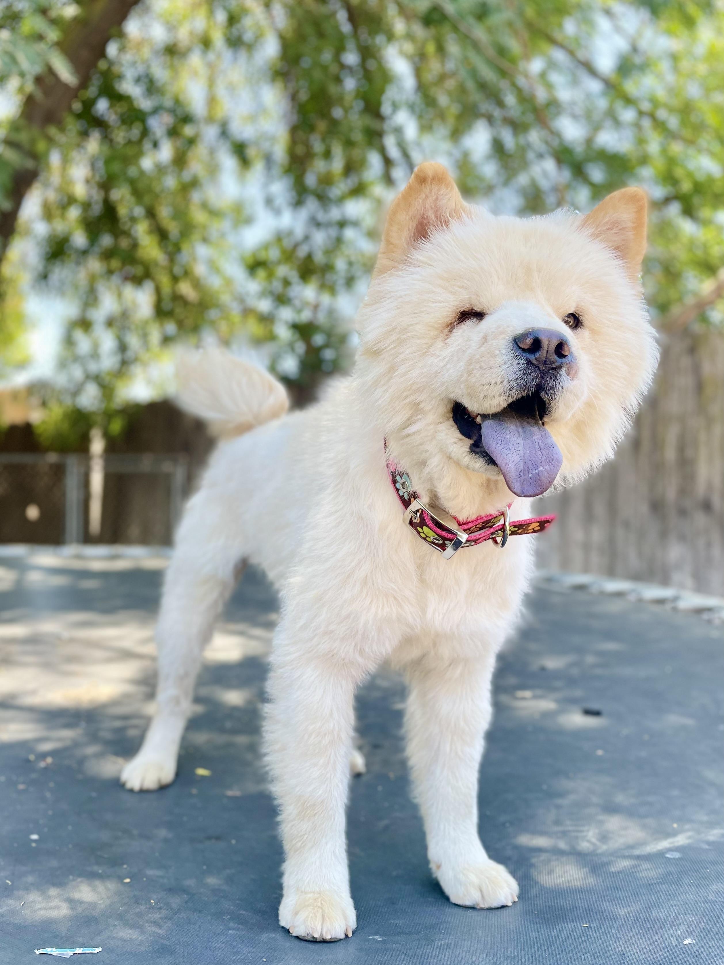 Enlarge Pearl, a Adoptable Chow Chow in Reedley, CA image 2/4