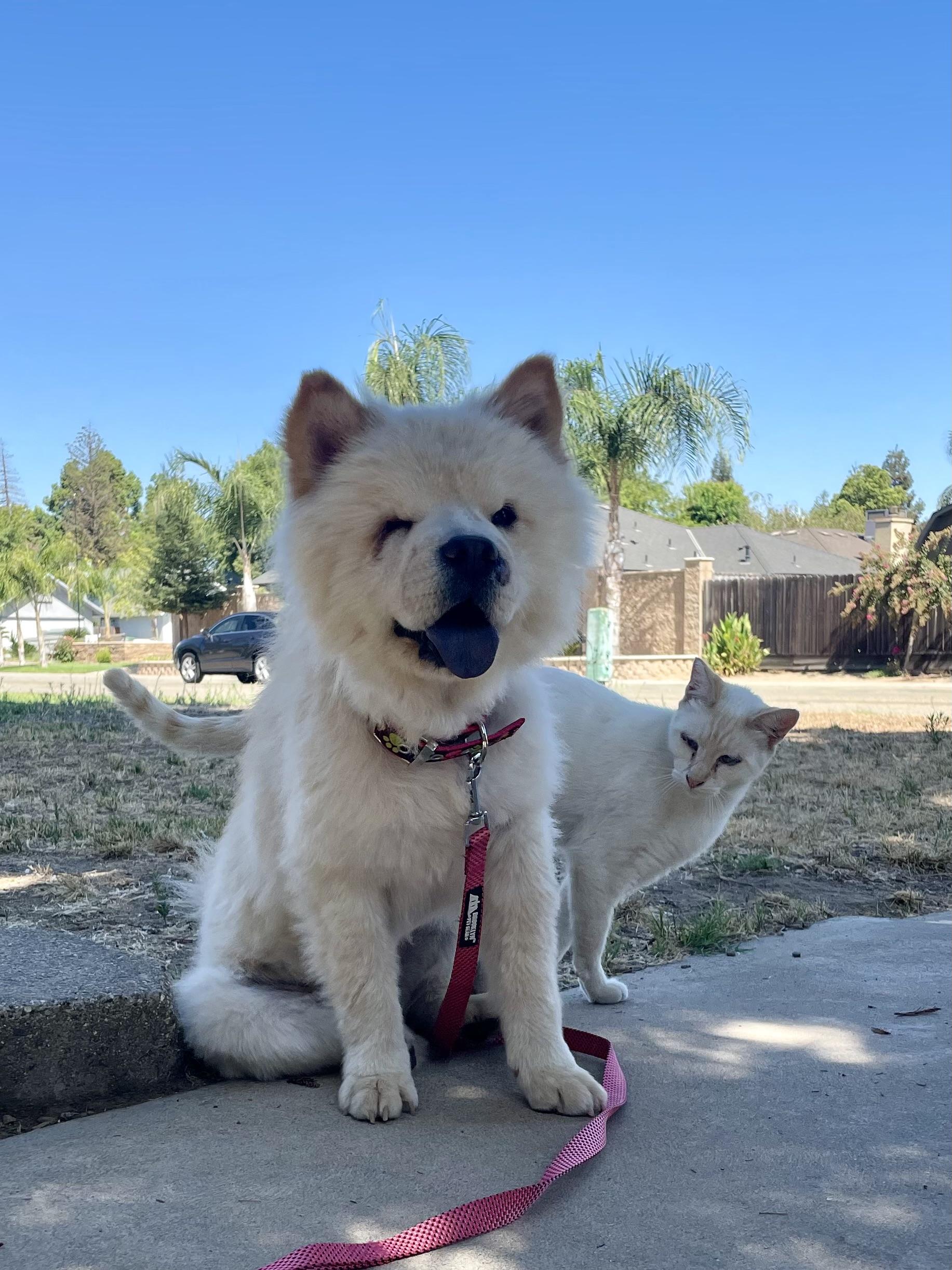 Enlarge Pearl, a Adoptable Chow Chow in Reedley, CA image 3/4