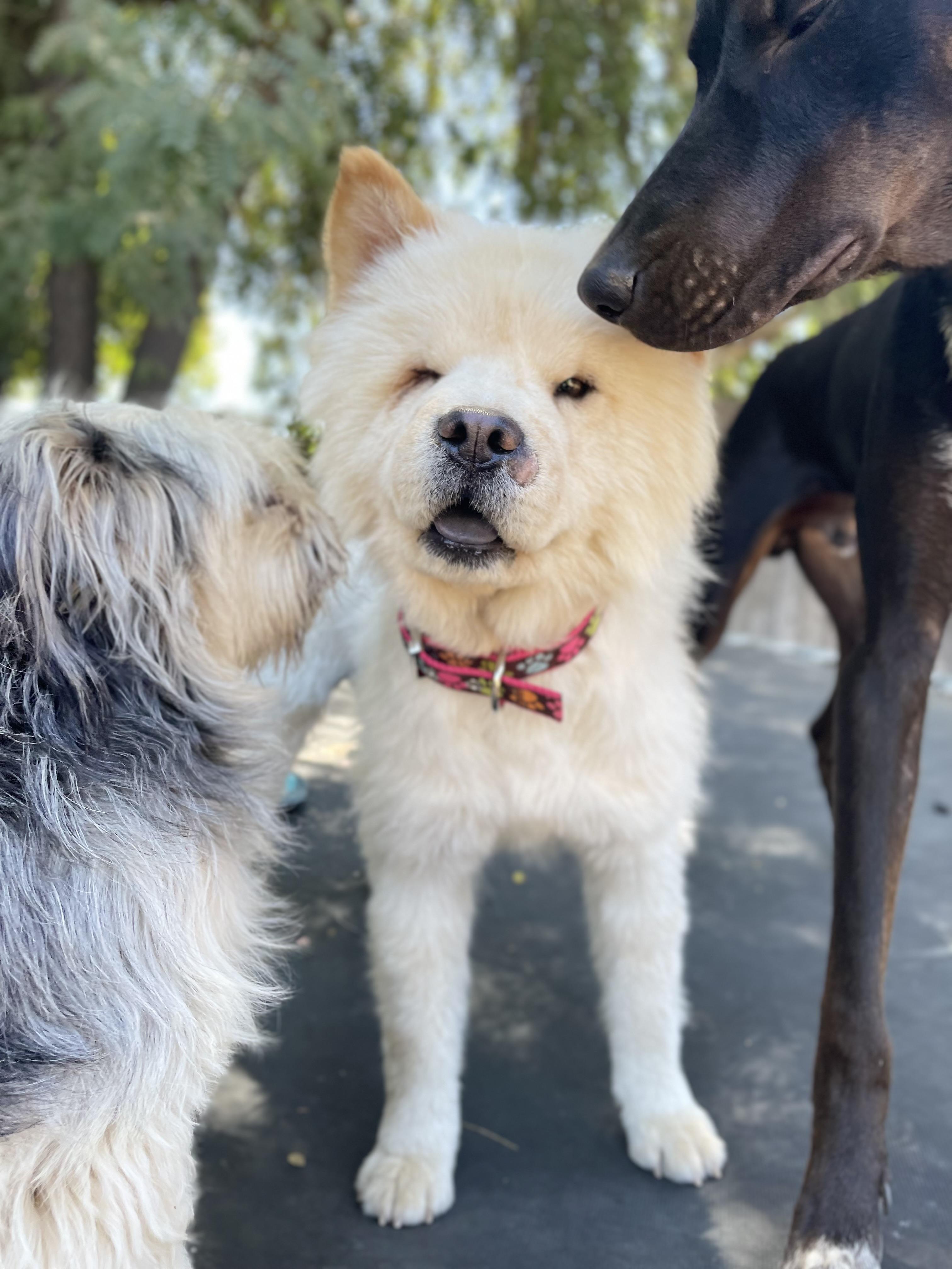 Enlarge Pearl, a Adoptable Chow Chow in Reedley, CA image 4/4