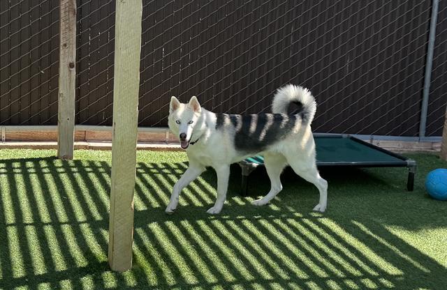TINY, Adoptable, Adult Male Husky.