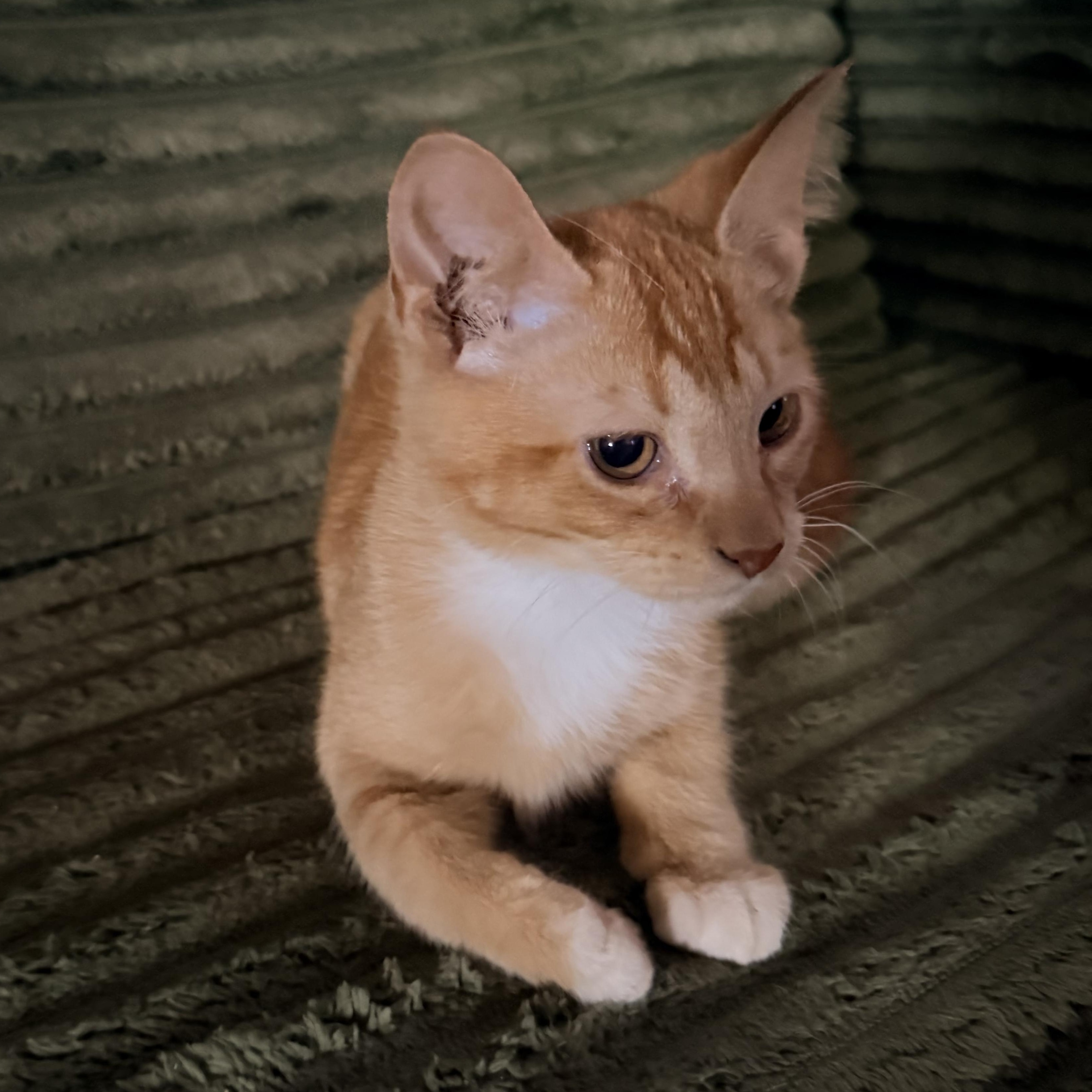 Enlarge Theo, a Adopted Domestic Short Hair in Dyersburg, TN image 1/3